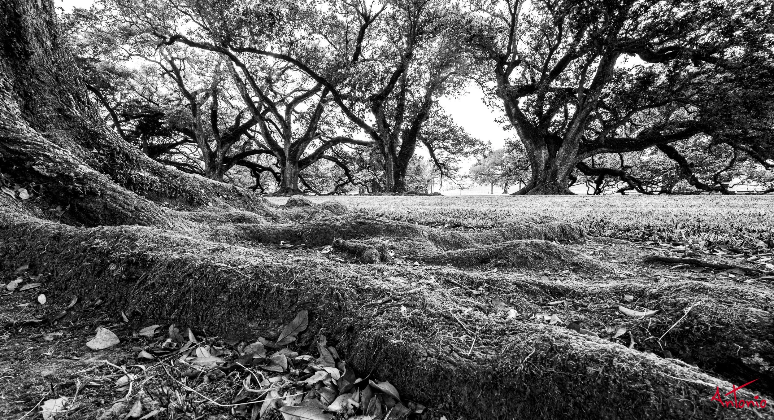 20150403_185048 New Orleans.jpg