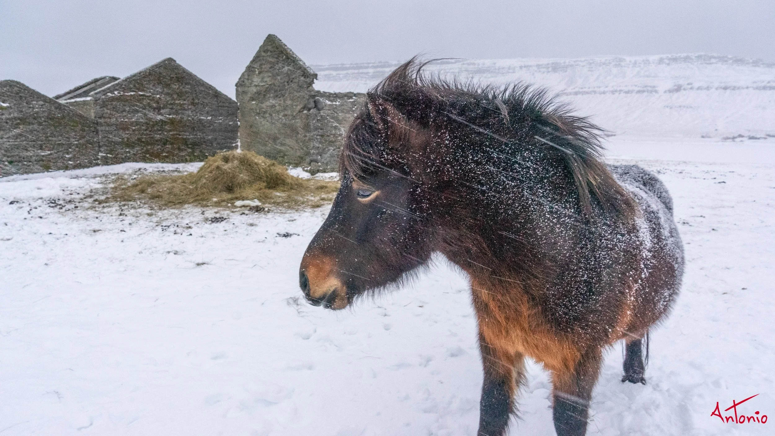 20150116_162528 Islandia.jpg