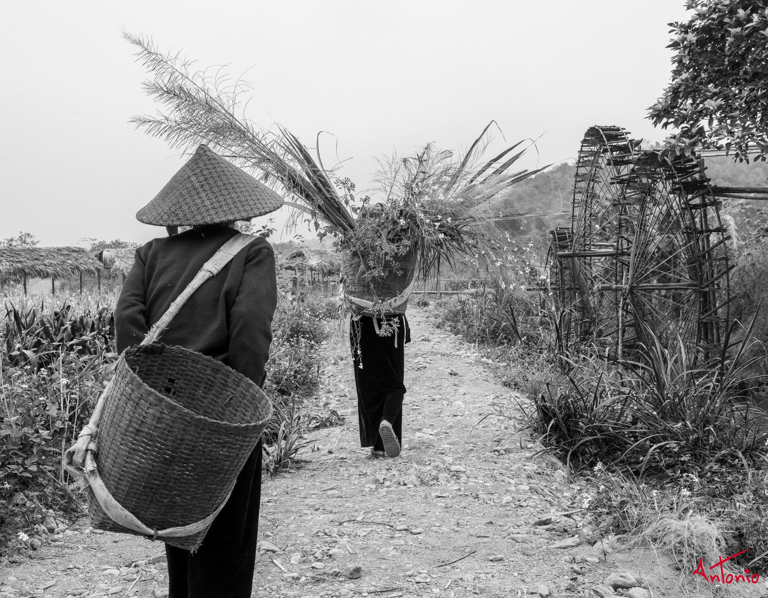 20260204_092357 B0013863 Ban Cong, Vietnam.jpg