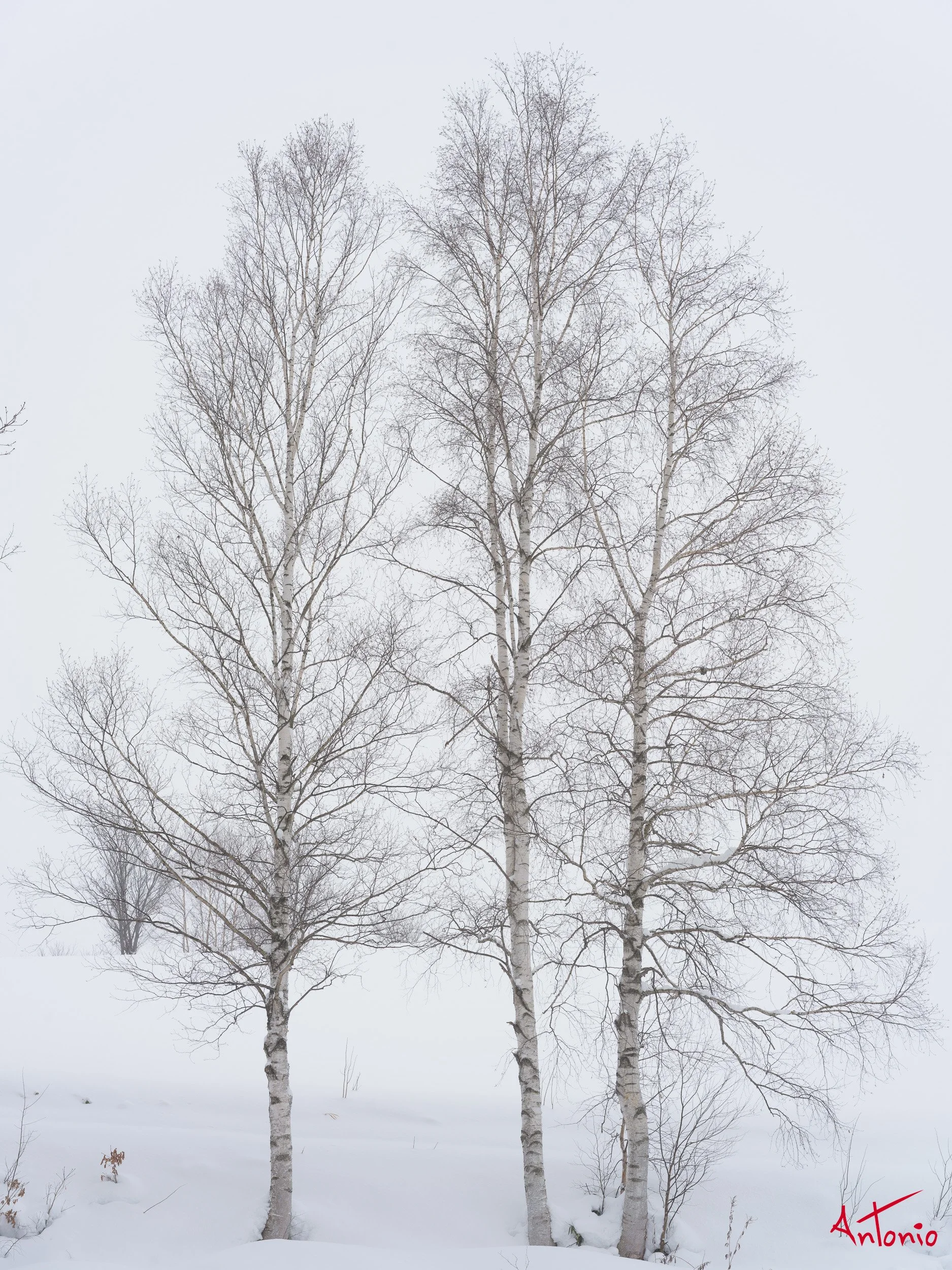 20240109_190018 B0003270 Hokaido, Japan.jpg