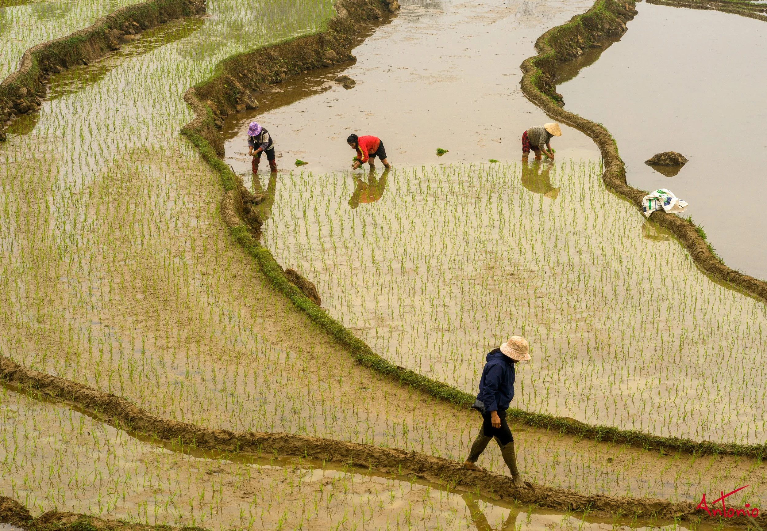 20260203_090138 B0013075 Pu Luong, Vietnam.jpg