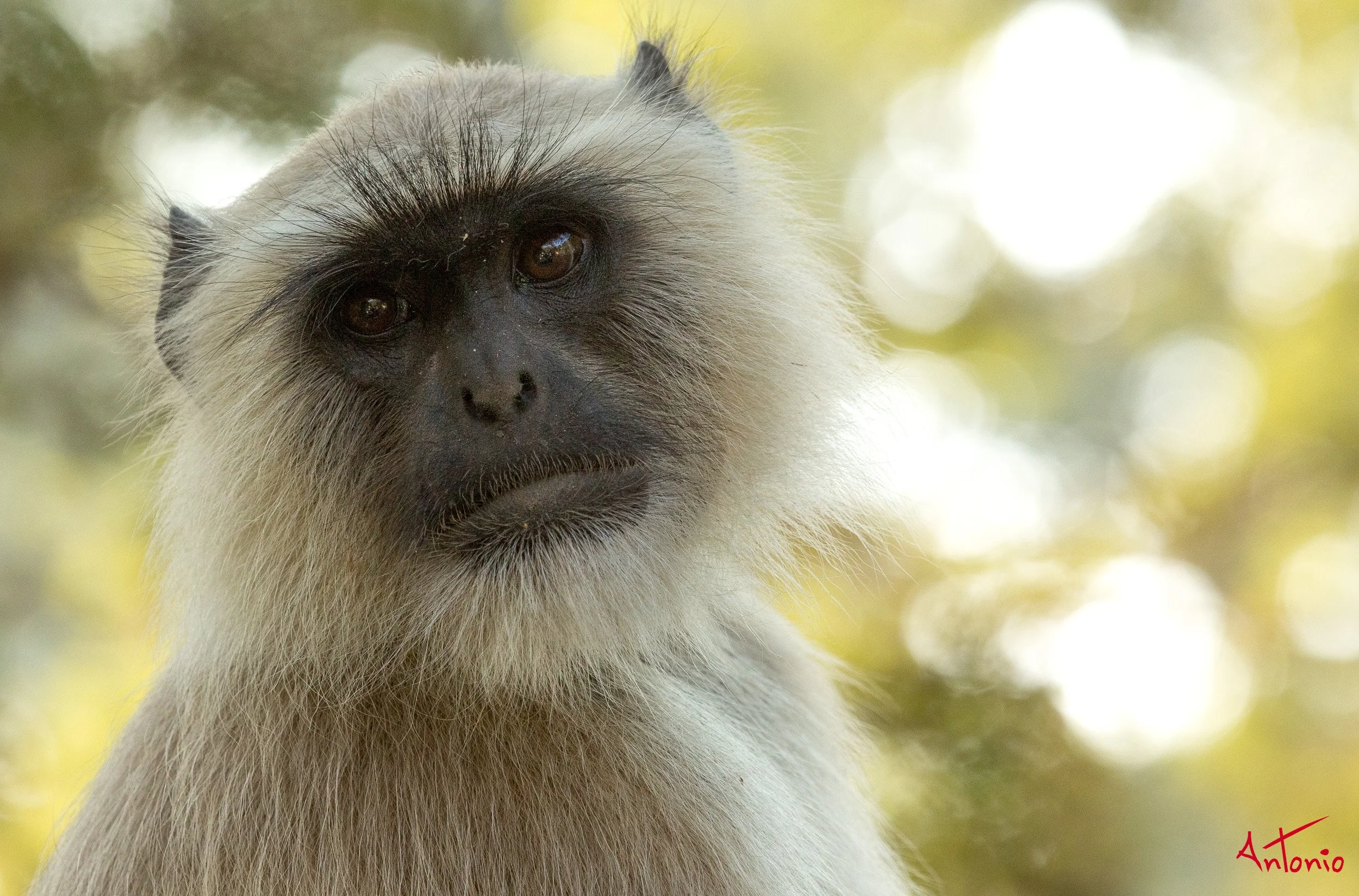 20121127_151918 Ranthambhore.jpg