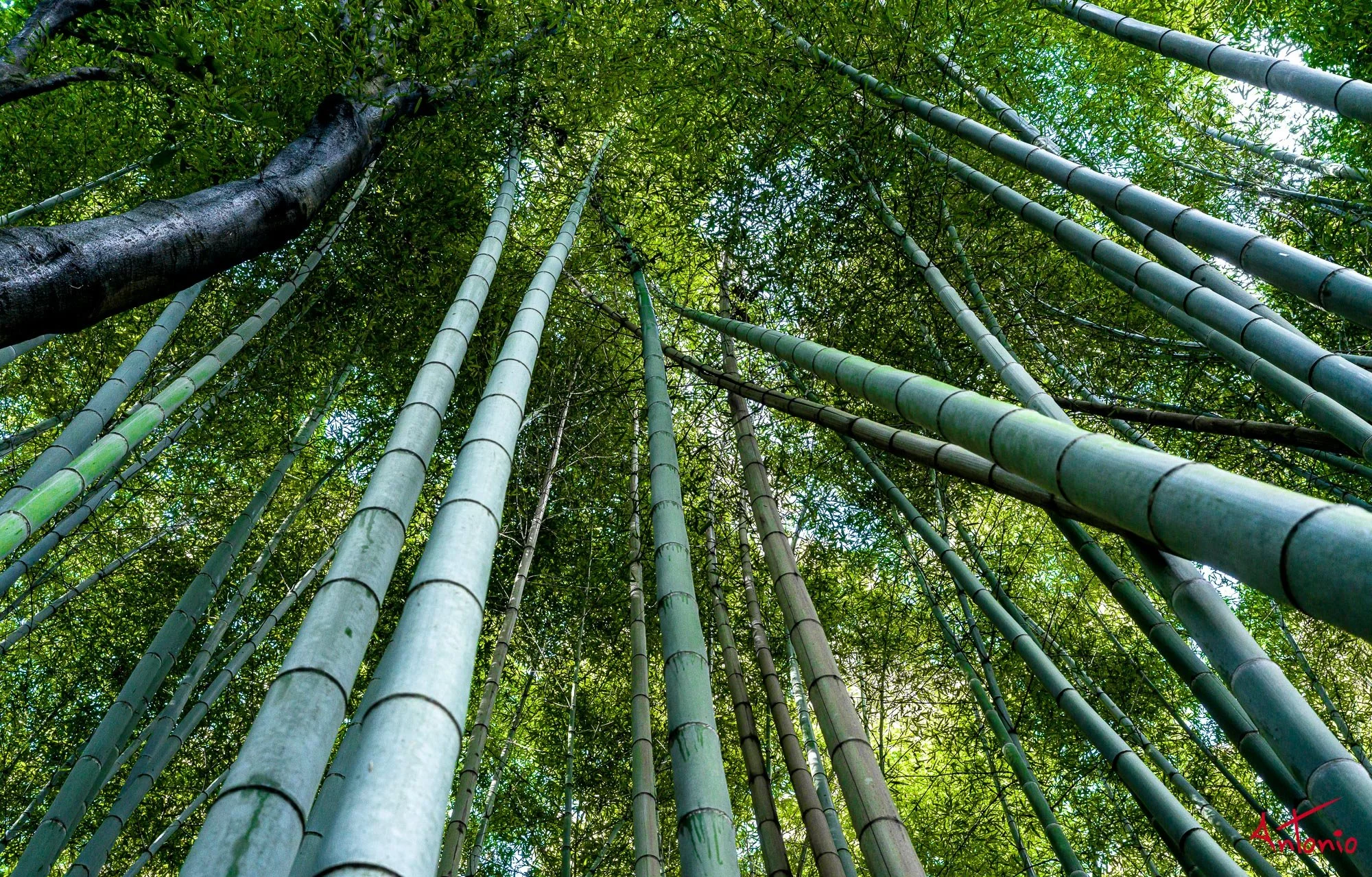 20240104_125212 B0001921 Kyoto.jpg