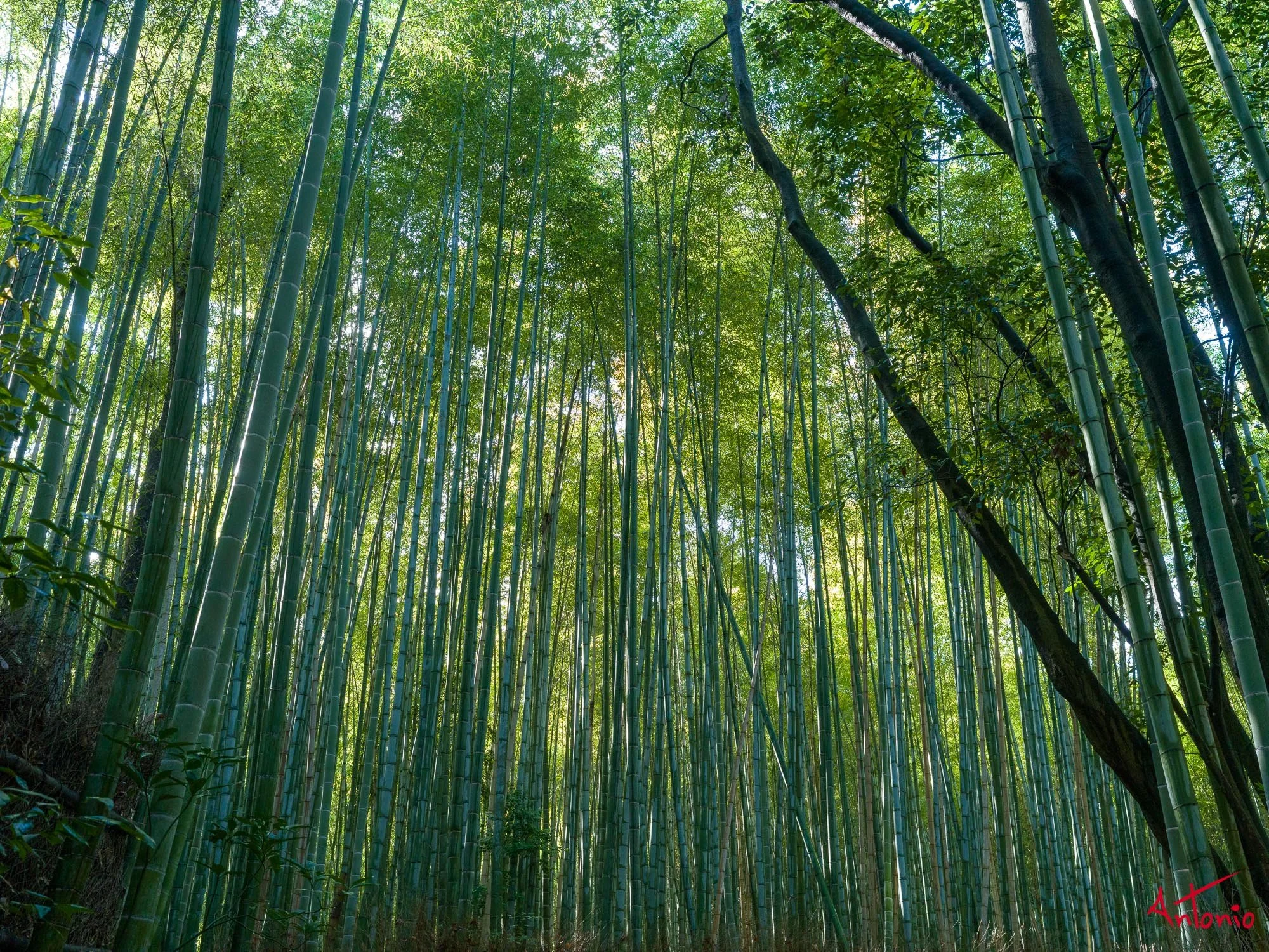 20240104_121403 B0001874 Kyoto.jpg