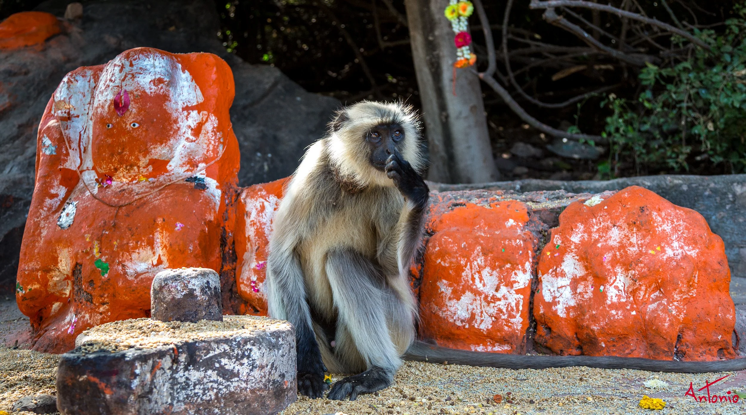 20121128_121838 Ranthambhore.jpg