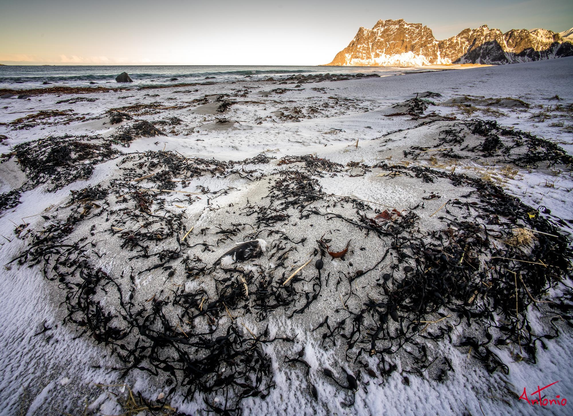 20160222_110042 Lofoten.jpg