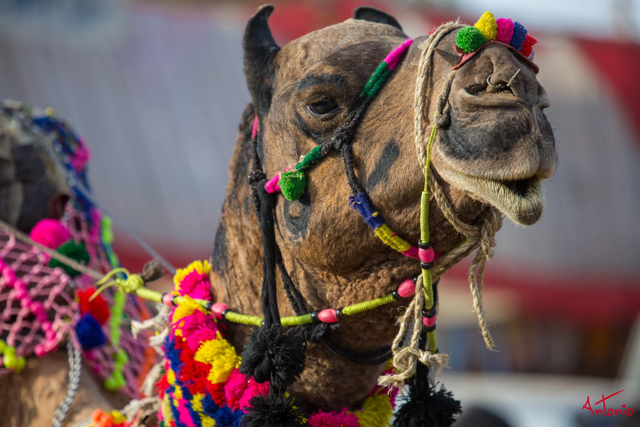 20121124_154912 Pushkar.jpg