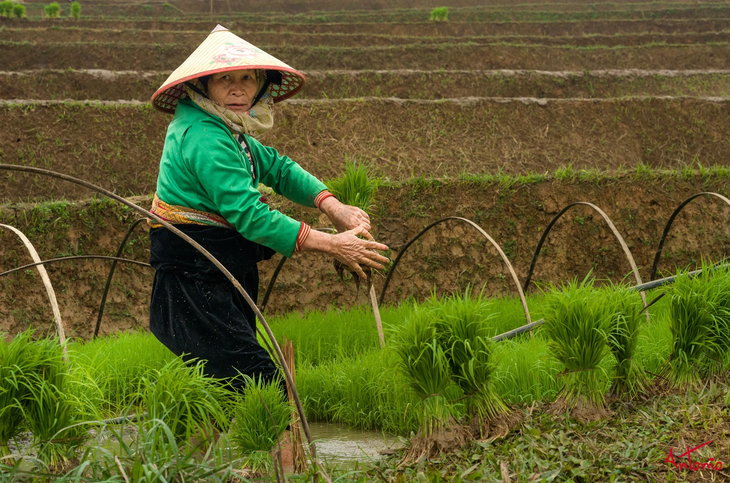20260203_092956 B0013151 Pu Luong, Vietnam.jpg