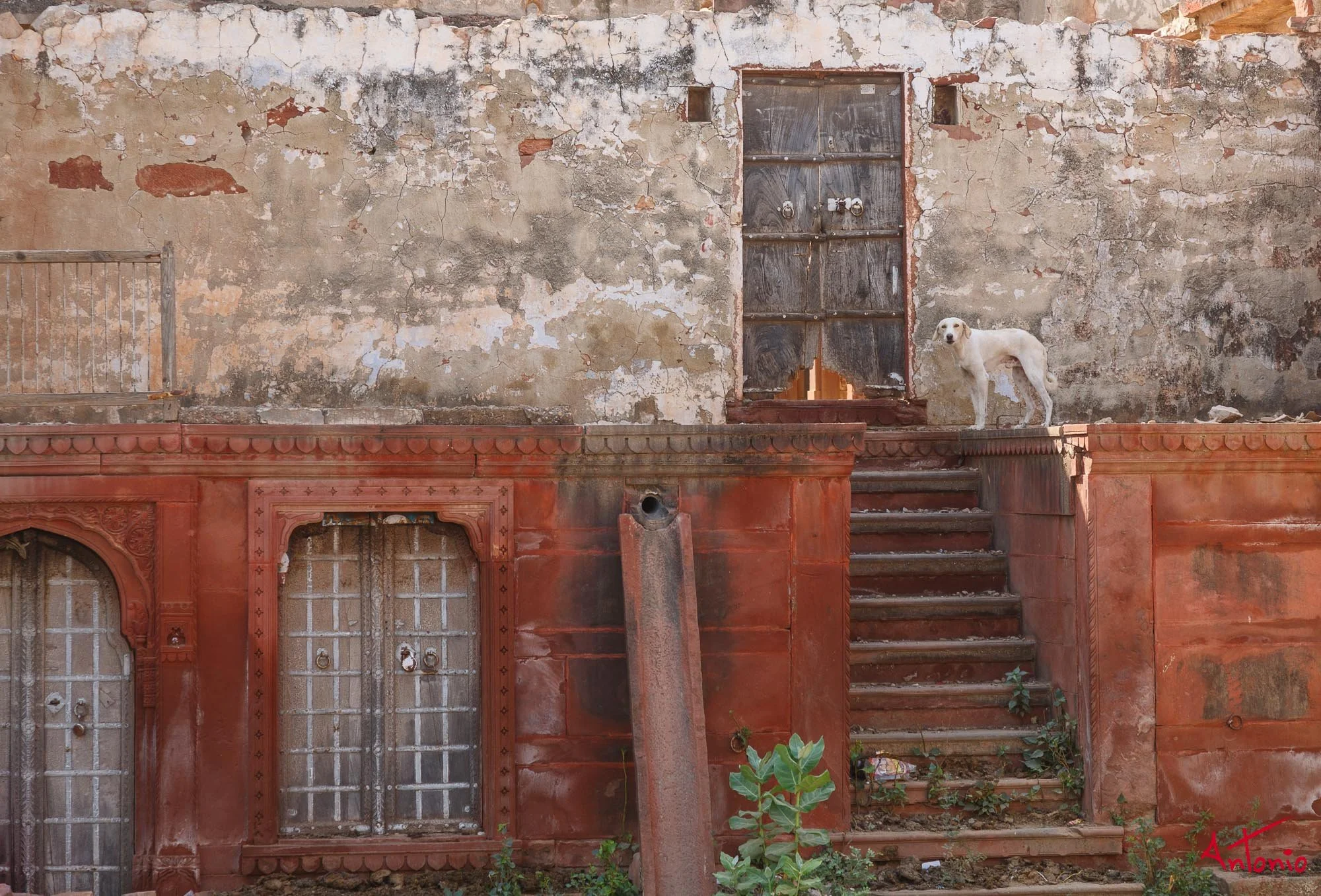 20121122_113100 India_Jamba.jpg