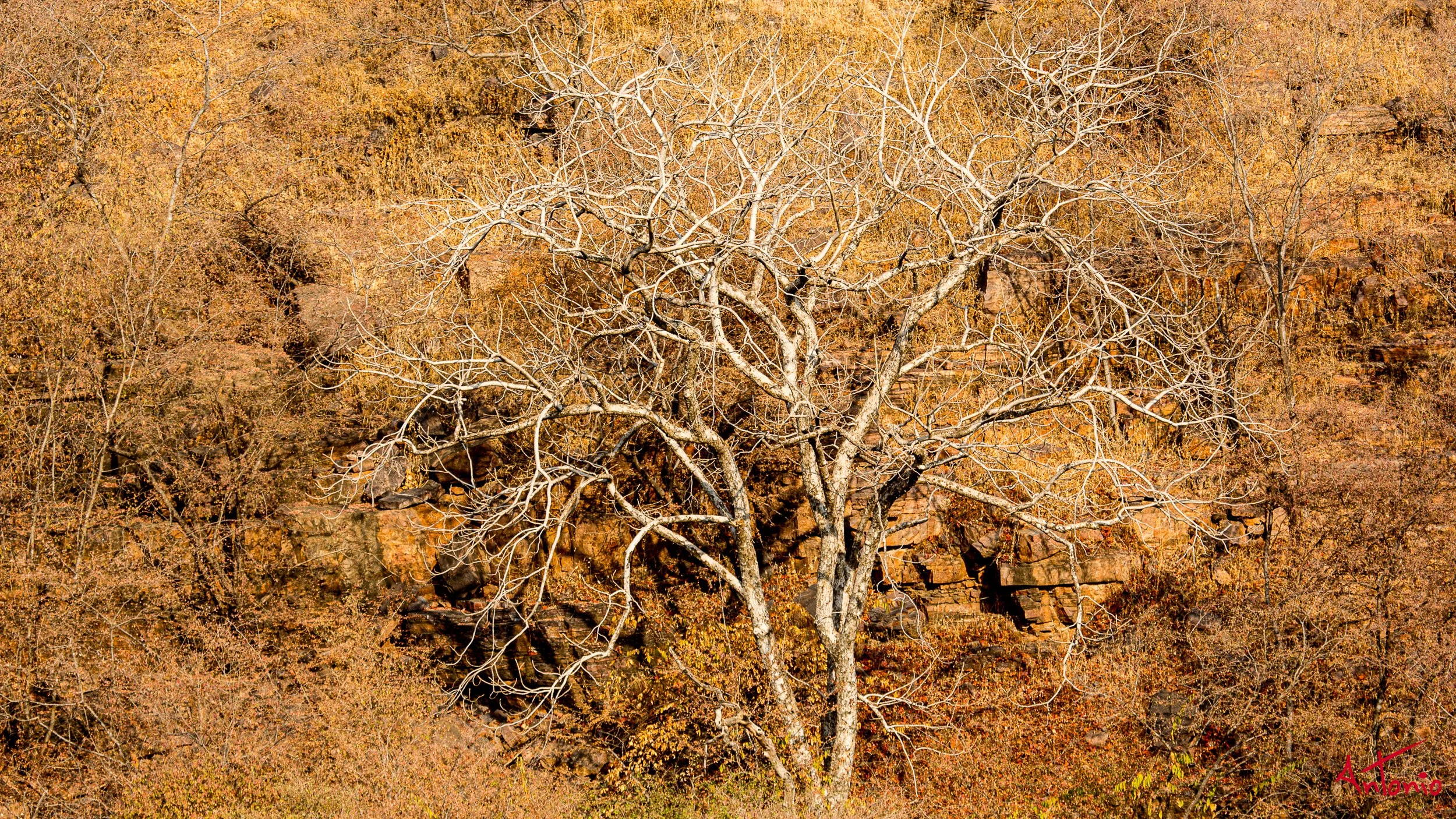 20121128_085907 Ranthambhore.jpg
