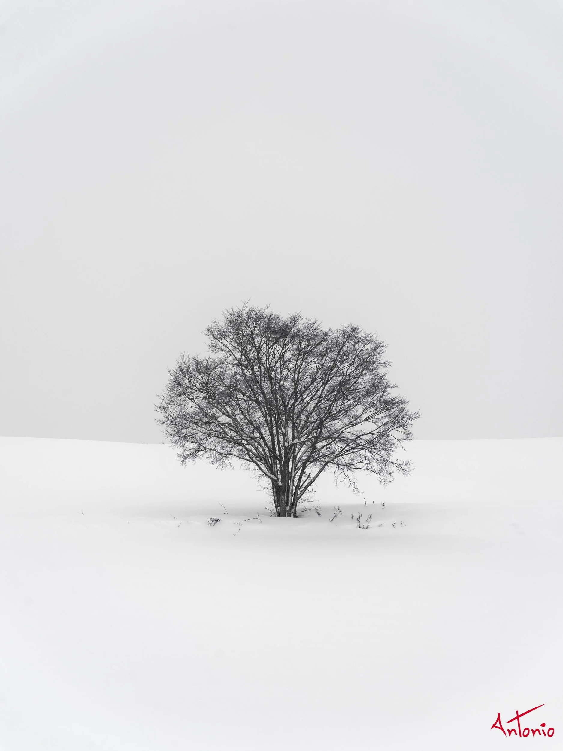 20240110_003052 B0003402 Hokaido, Japan.jpg