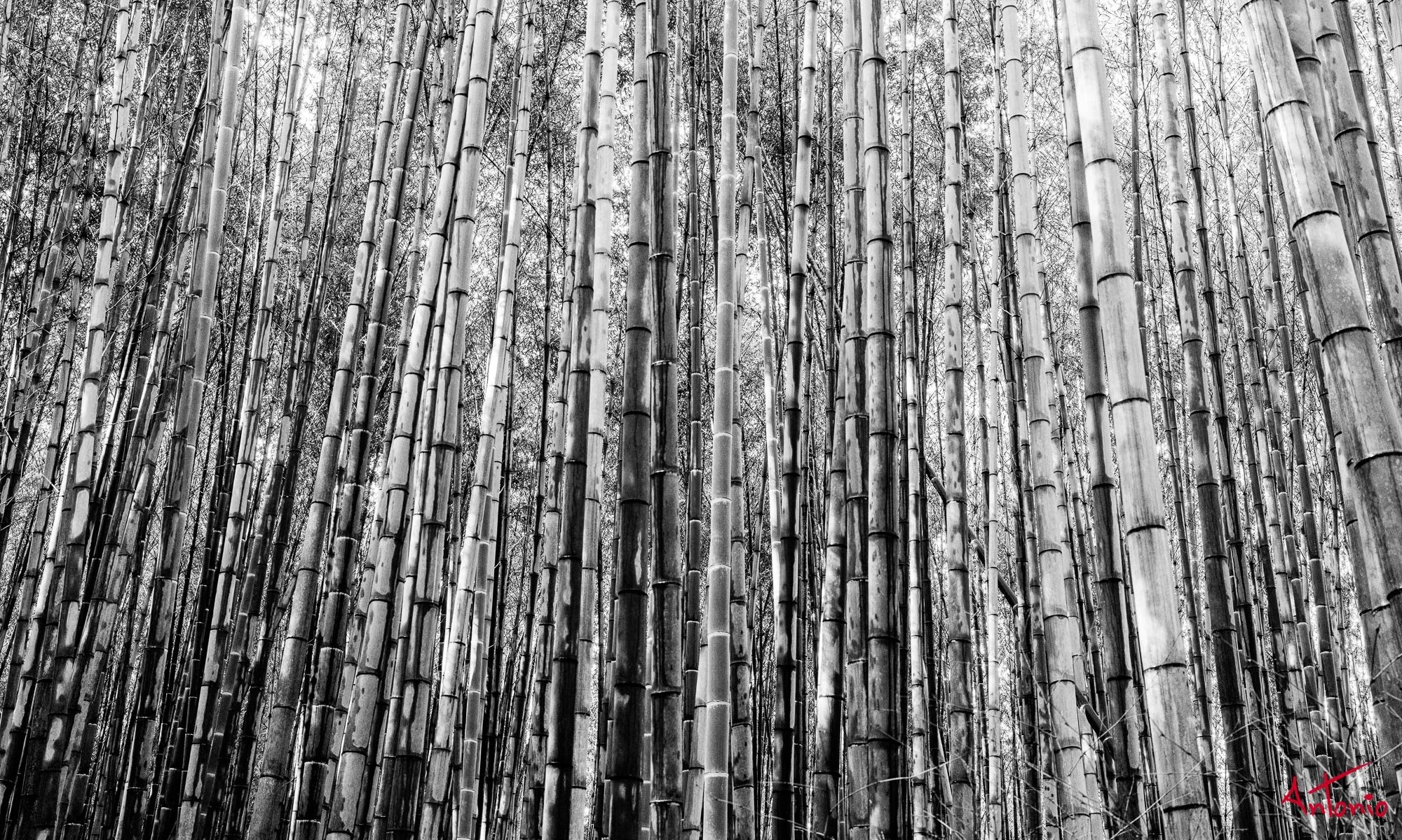 20240104_121553 B0001878 Kyoto.jpg