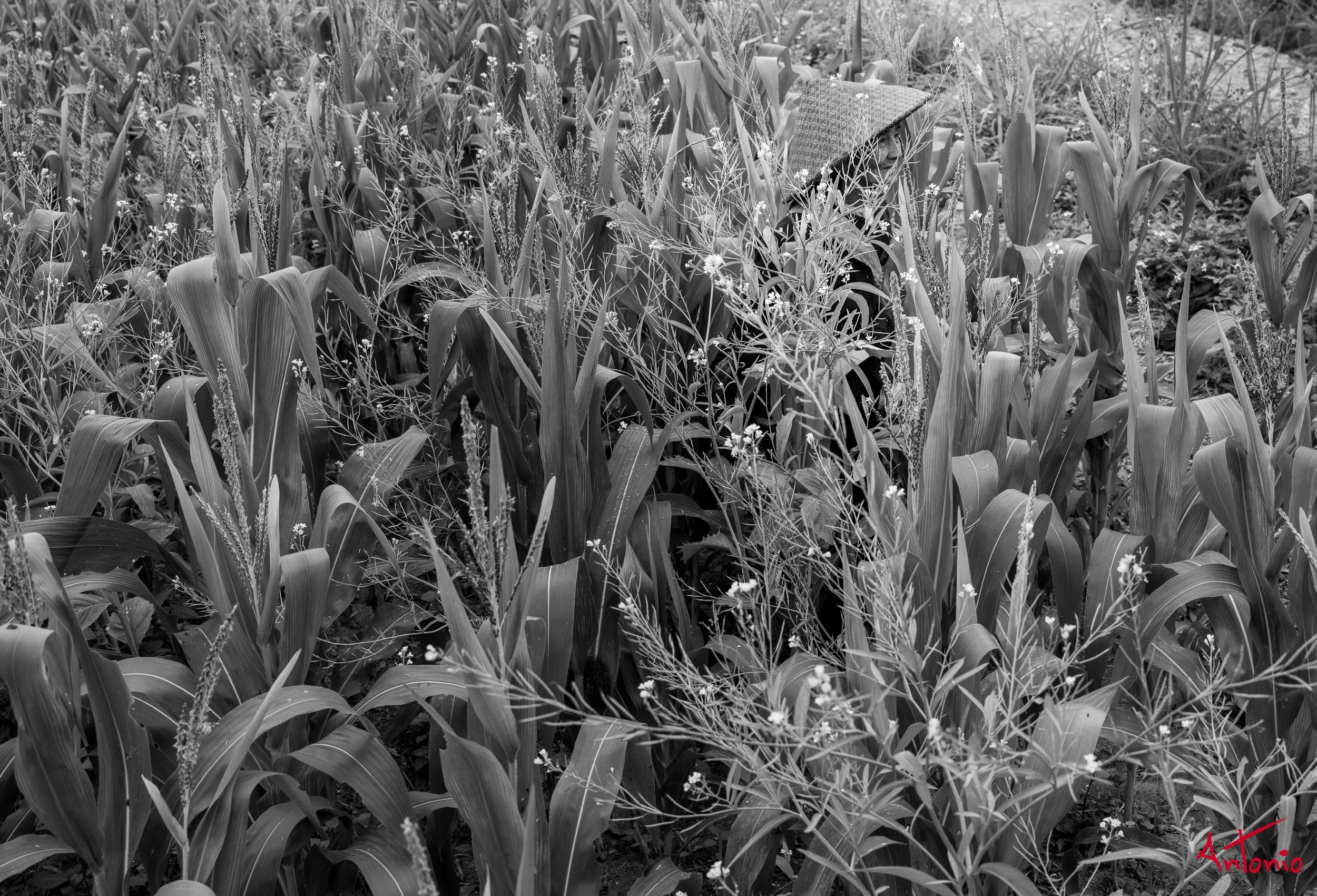 20260204_093516 B0013933-2 Ban Cong, Vietnam-2.jpg
