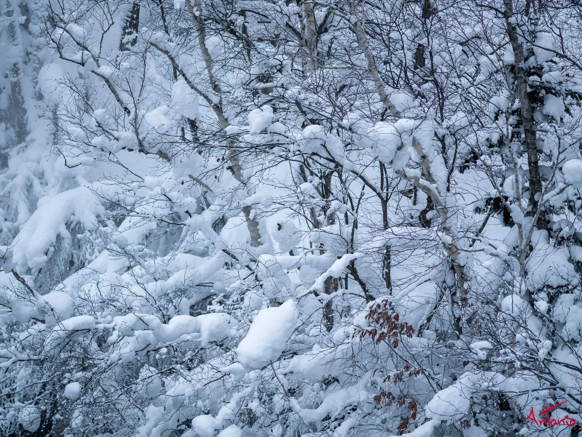 20240110_065959 B0003252 Hokaido.jpg