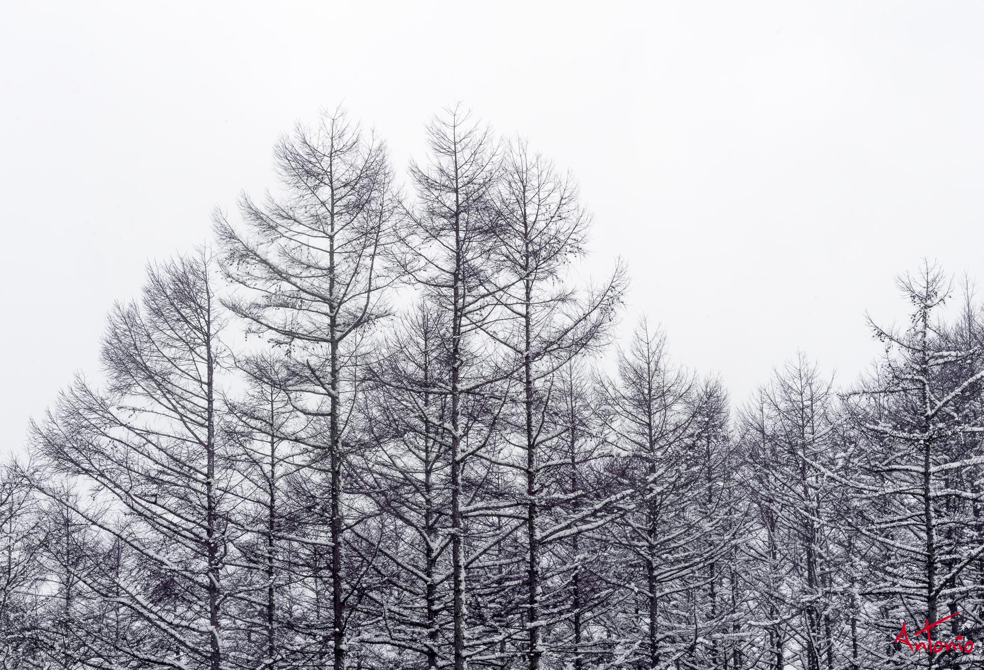 20240116_125516 B0004551 Hokaido.jpg