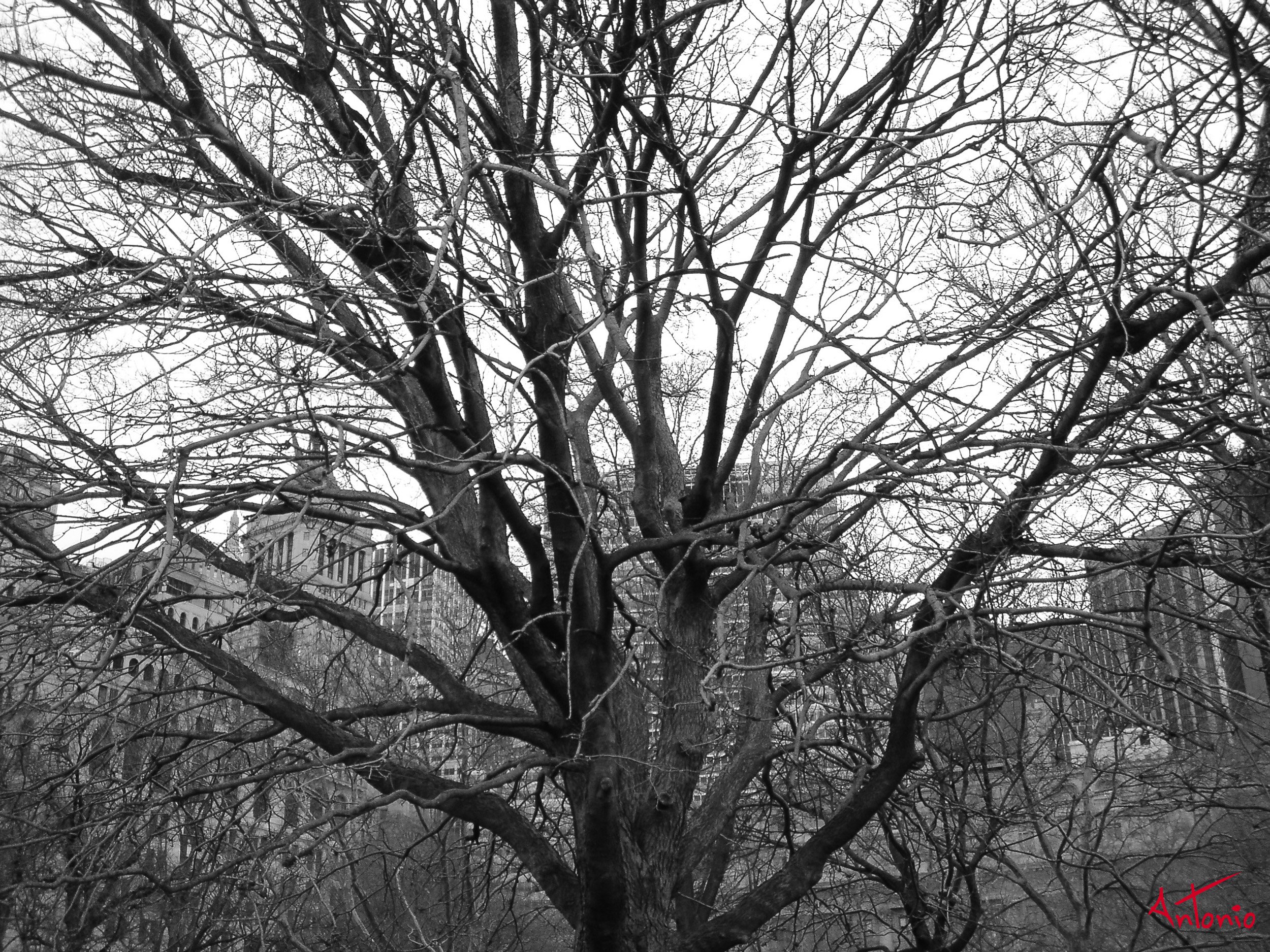 20050321_141212 New York.jpg