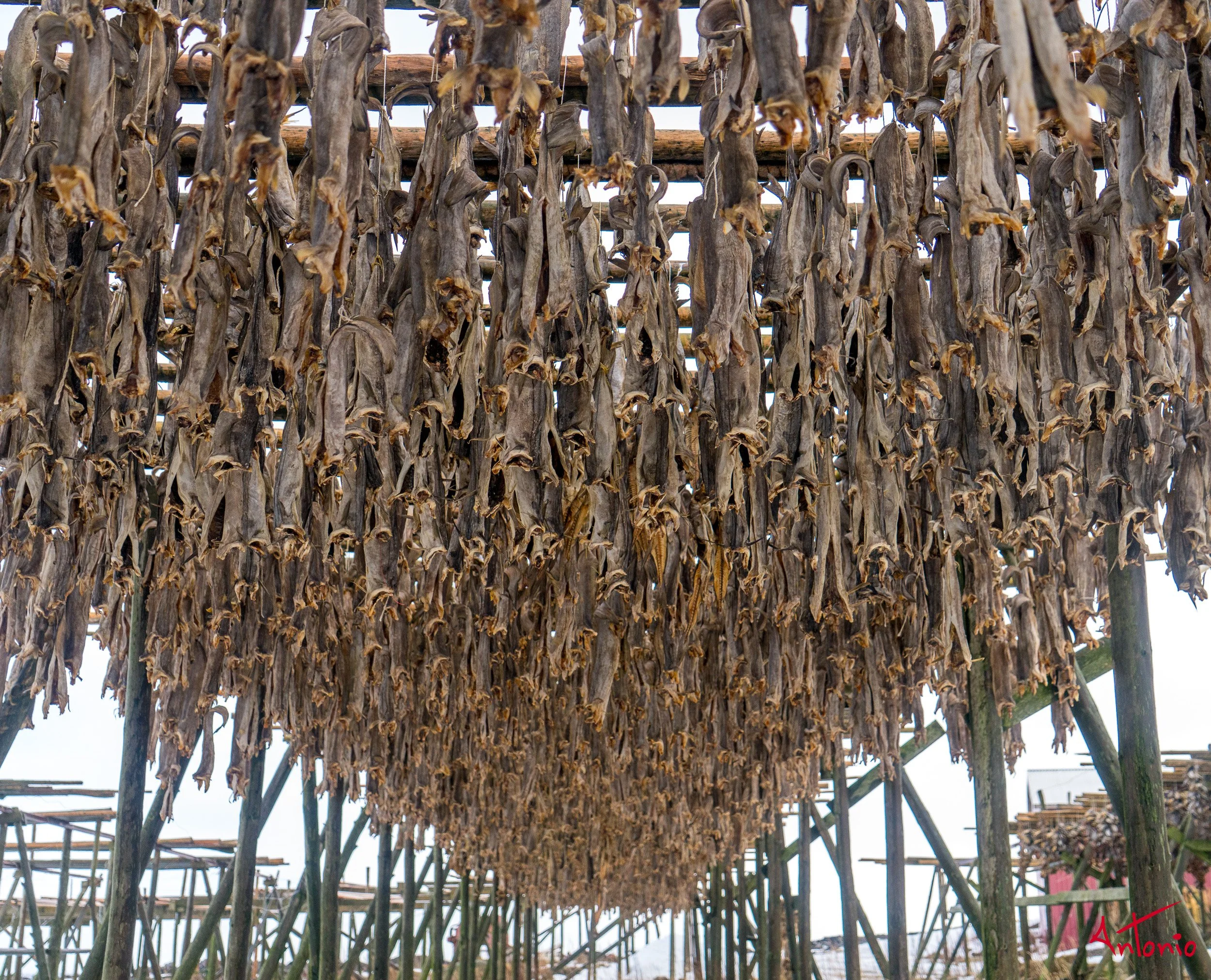 20160219_131825 Lofoten.jpg