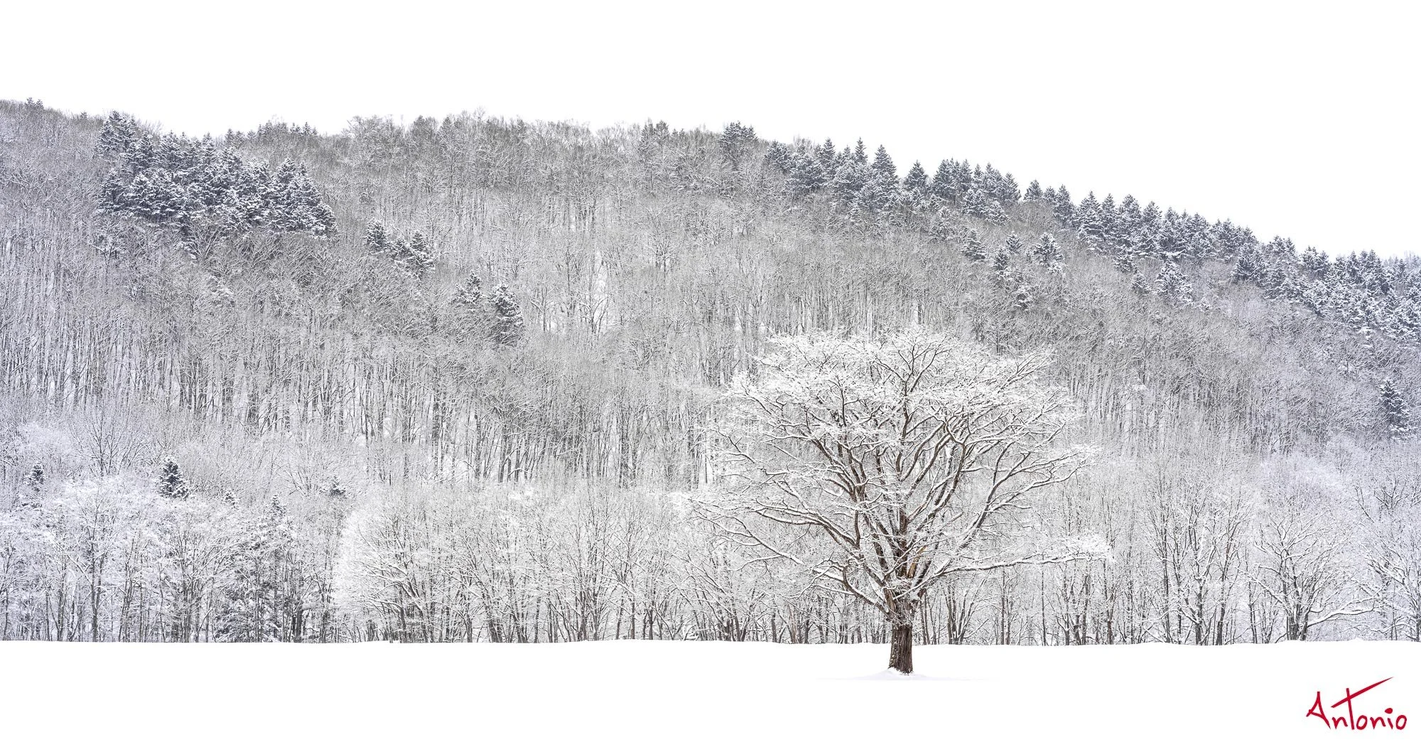 20240117_094035 B0004625 Hokaido.jpg