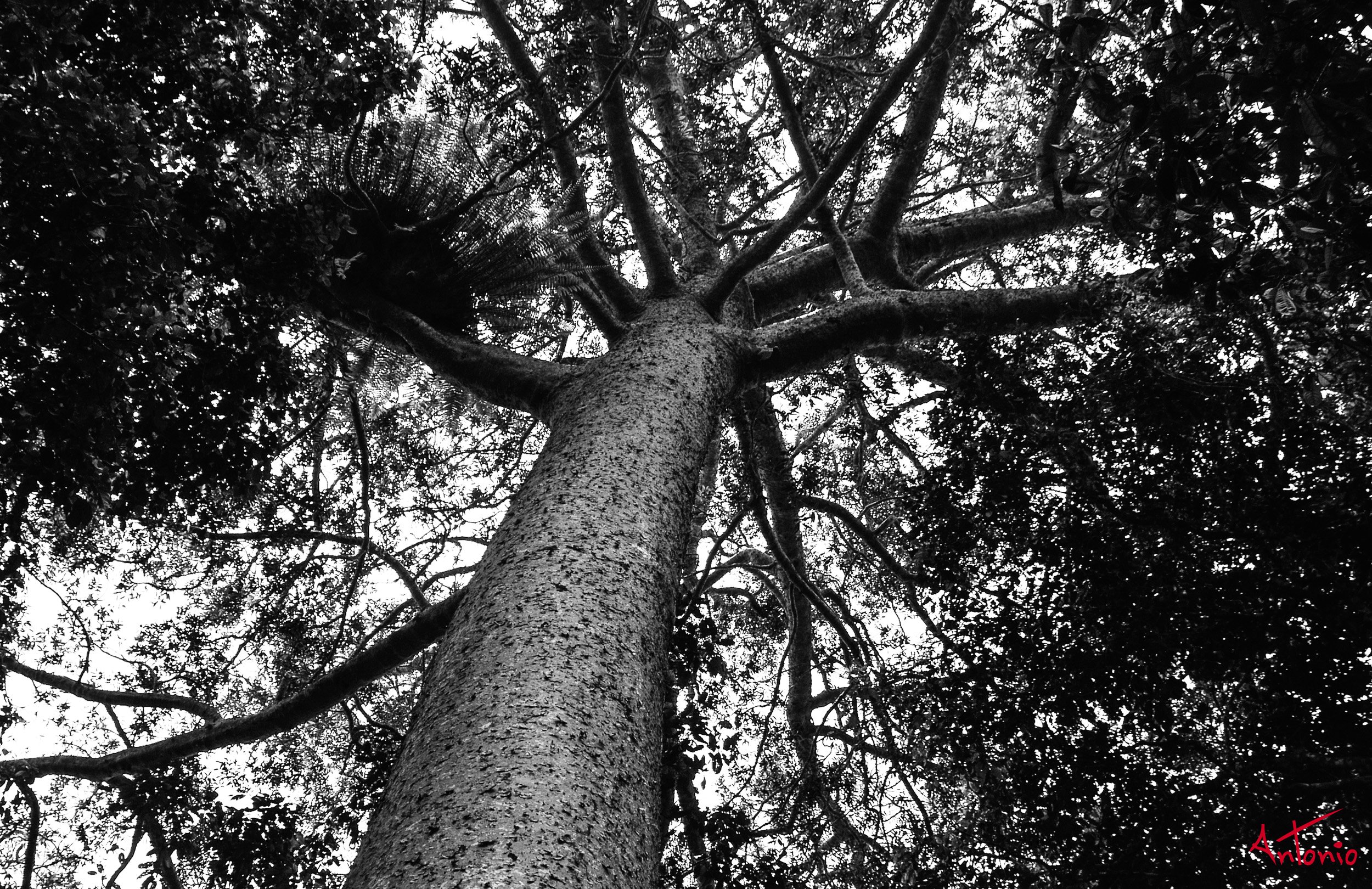 20031126_124110 Cairns.jpg