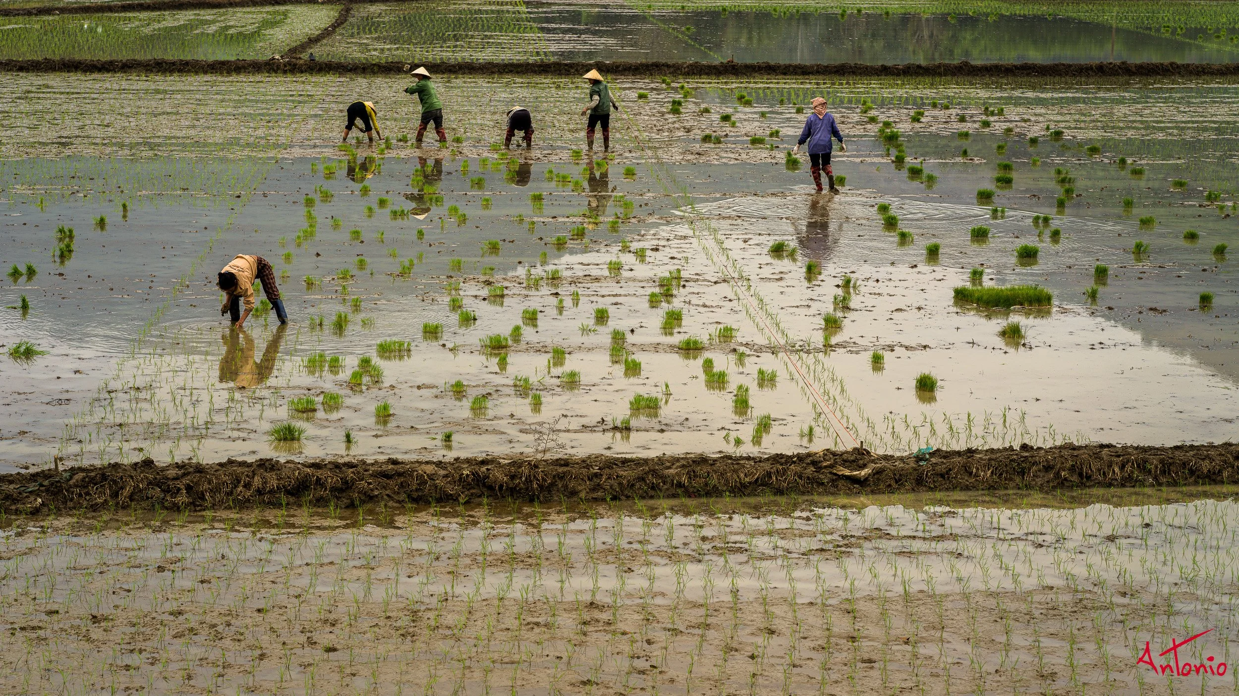 20260202_124332 B0012801 Pu Luong, Vietnam.jpg