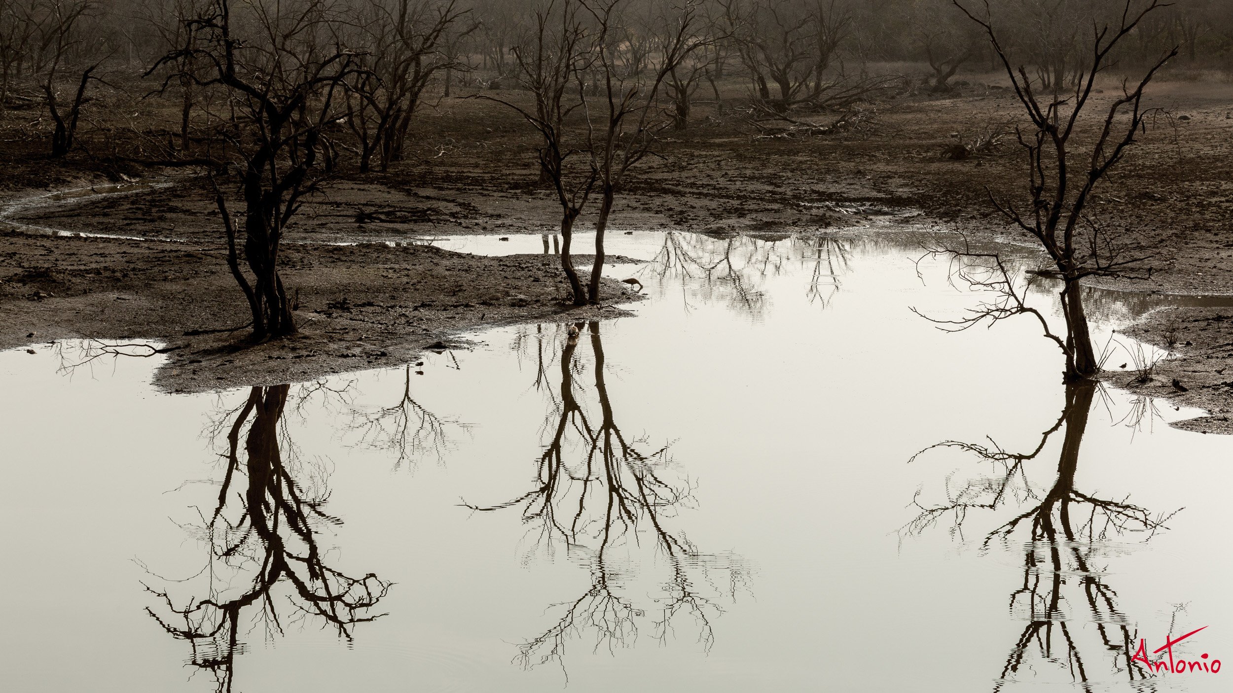 20121128_084320 Ranthambhore.jpg