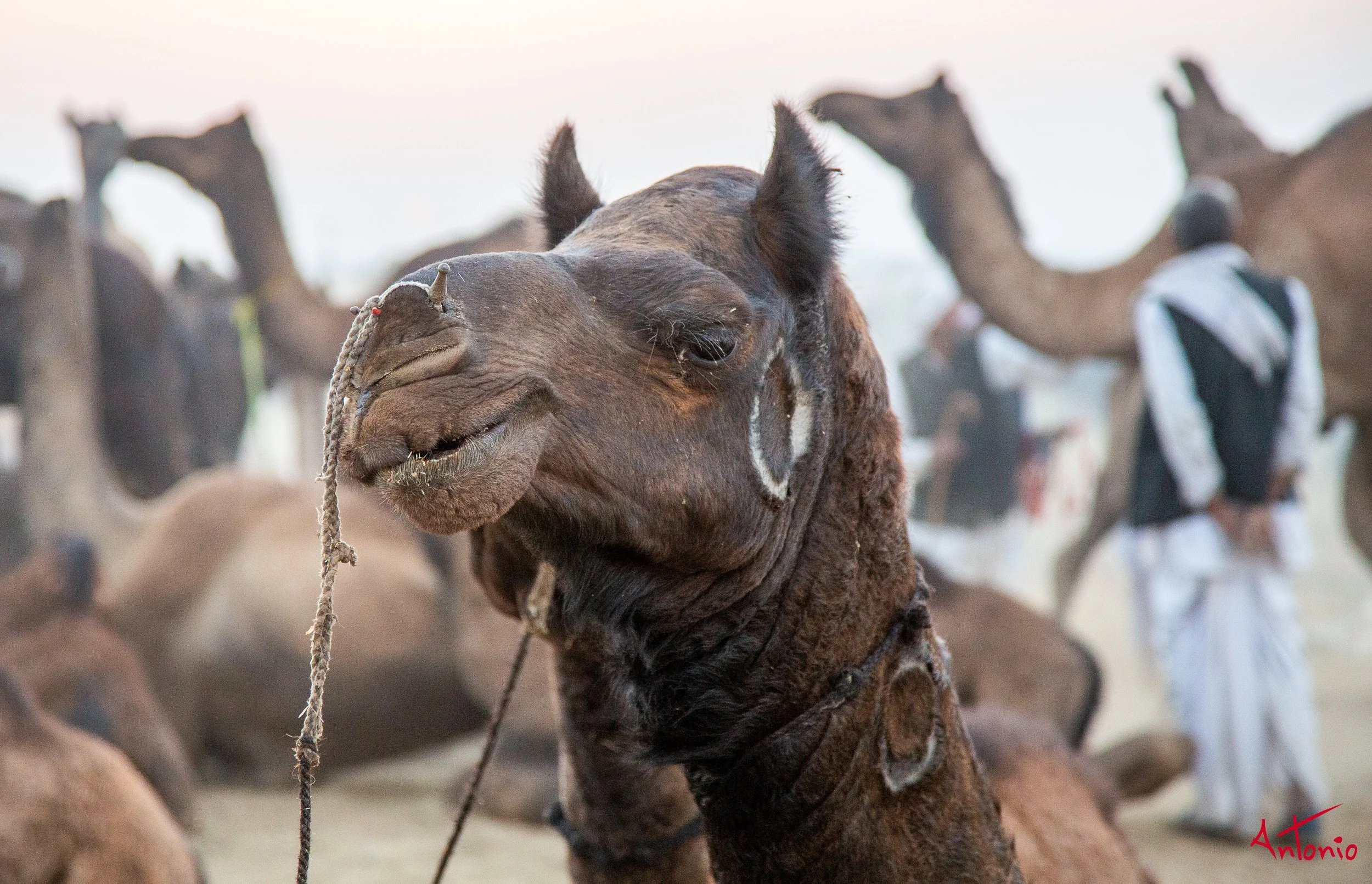 20121123_173723 Pushkar.jpg
