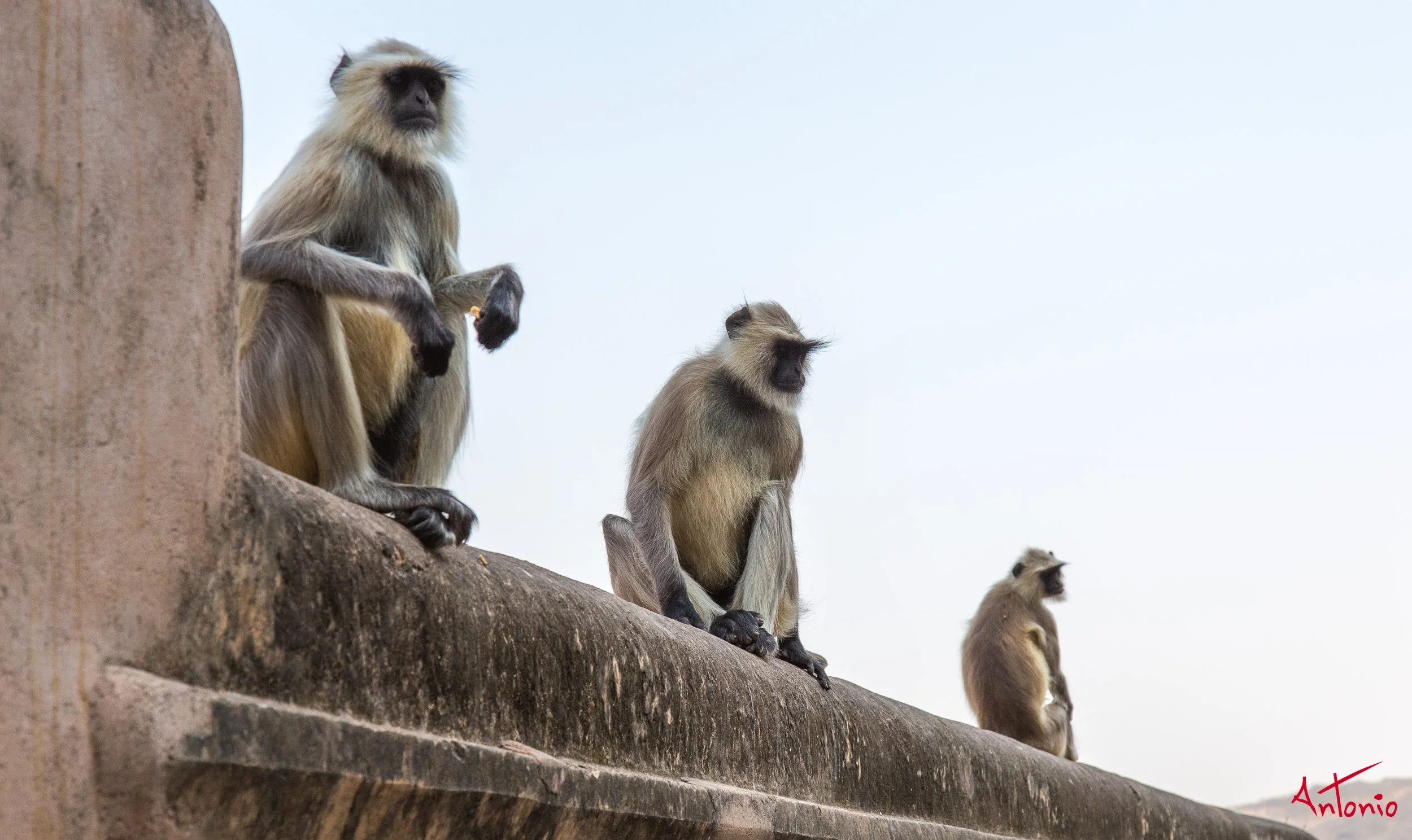 20121128_121453 Ranthambhore.jpg