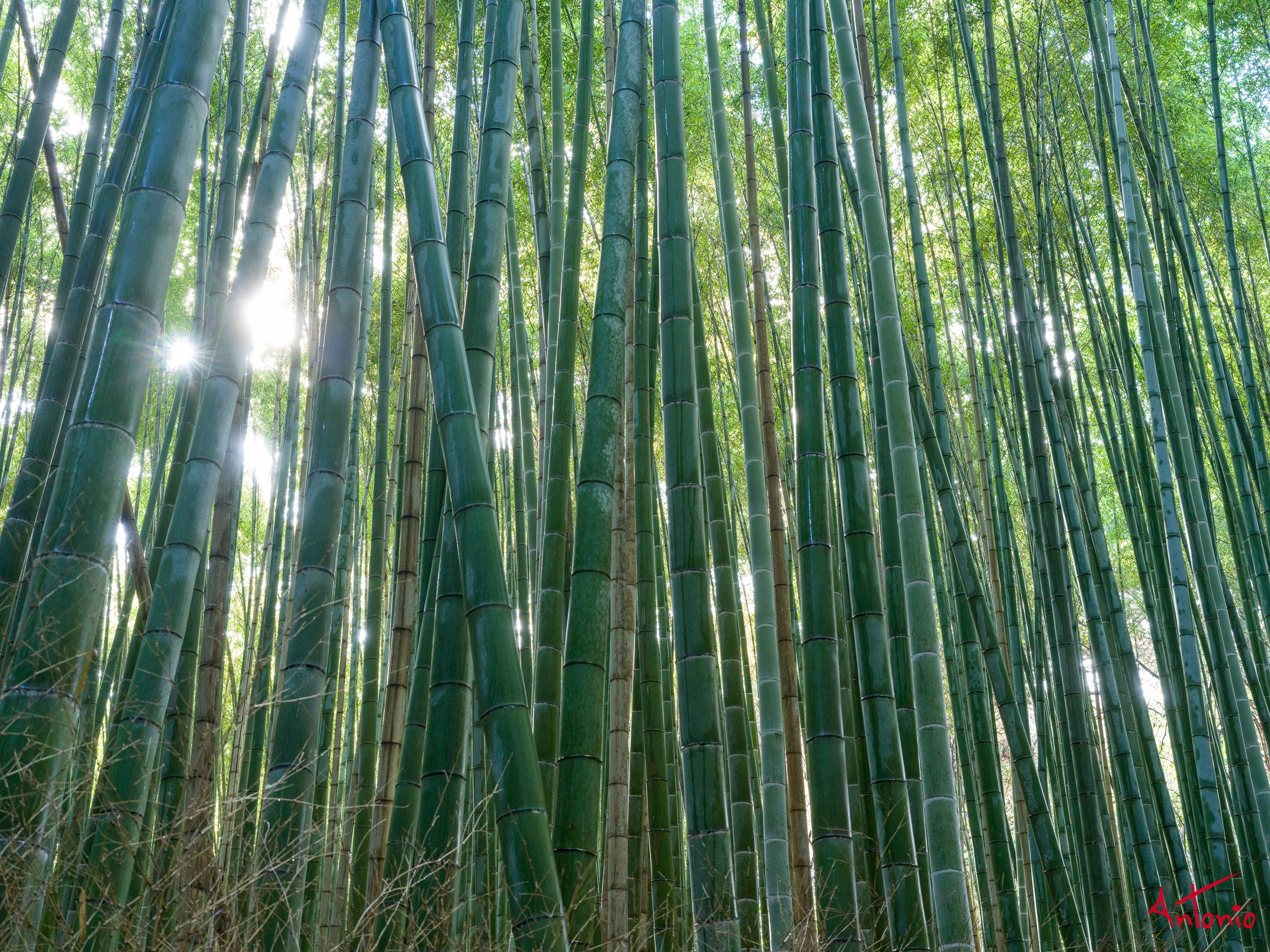 20240103_211740 B0001882 Kyoto, Japan.jpg