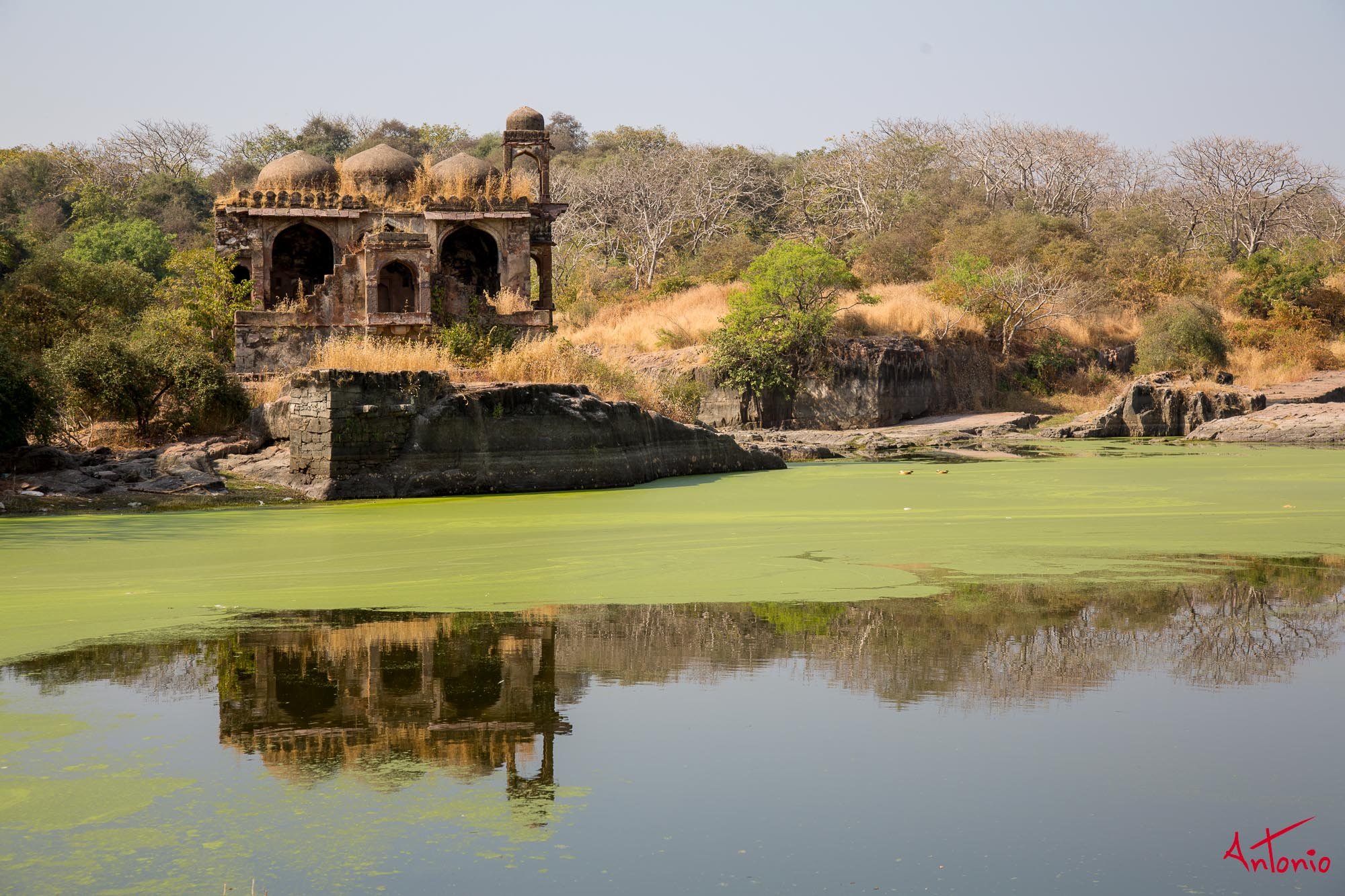 20121128_112129 Ranthambhore.jpg