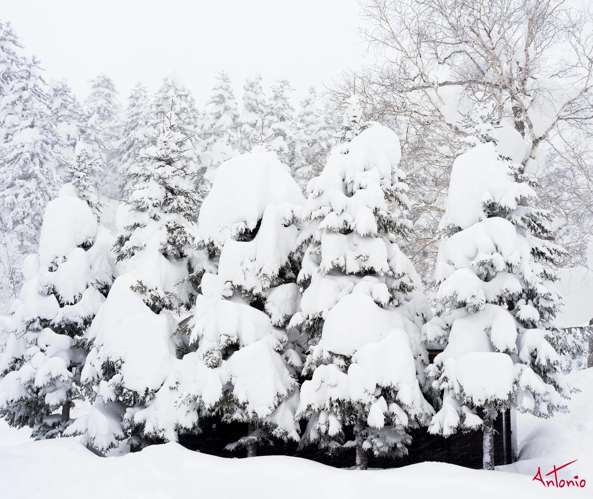 20240110_124117 B0003391 Hokaido.jpg