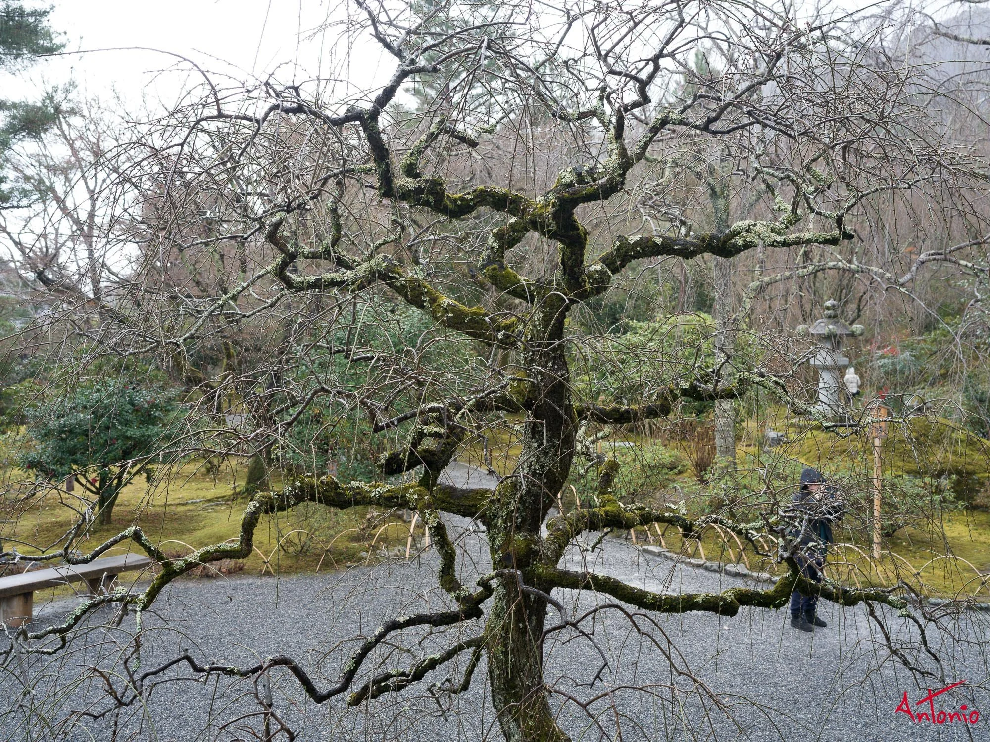 20240104_112922 B0001826 Kyoto.jpg