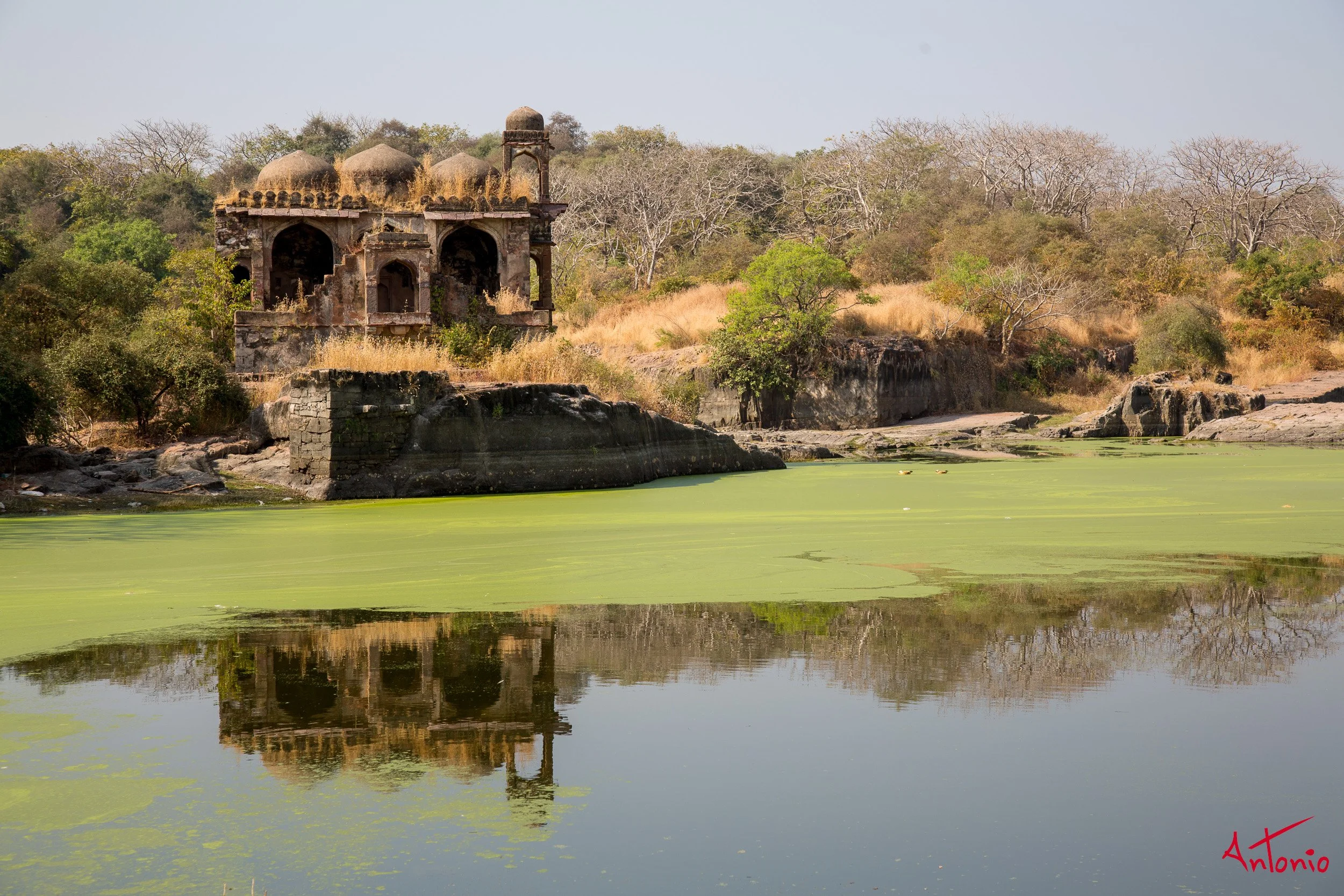 20121128_112129 Ranthambhore.jpg