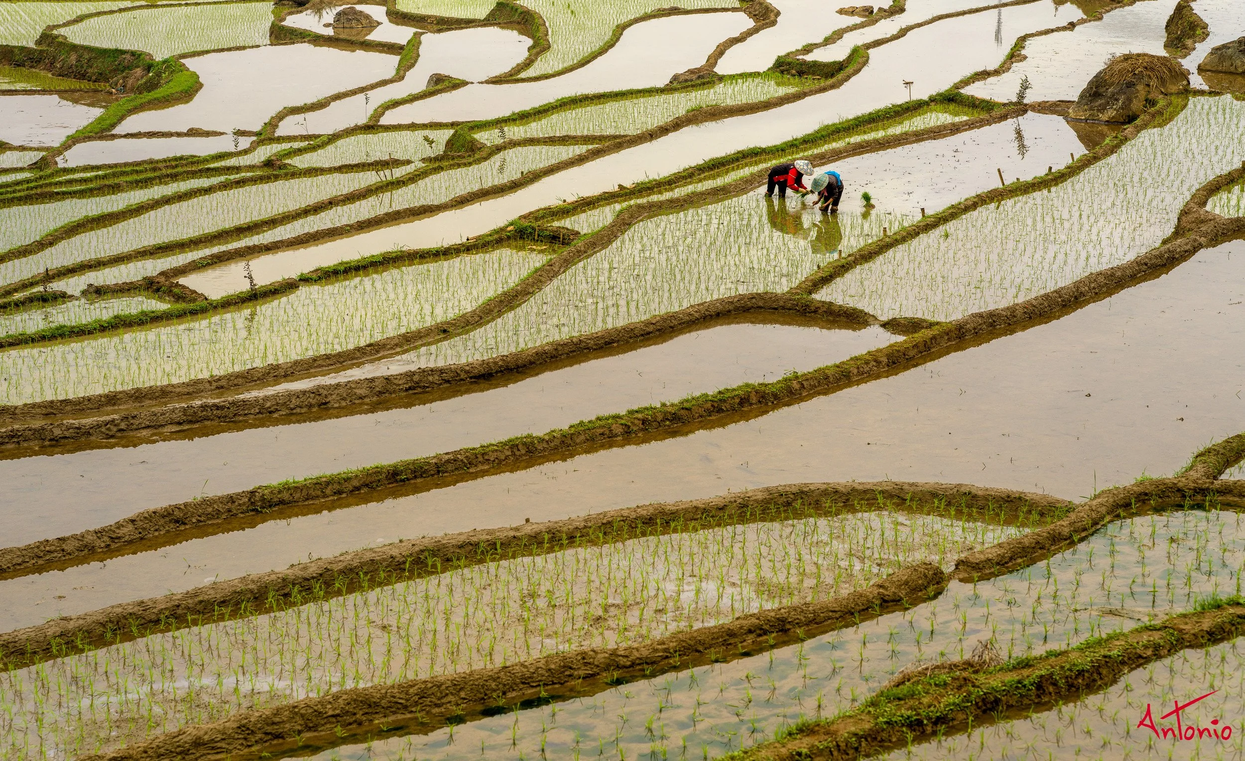20260202_162805 B0012953 Pu Luong, Vietnam.jpg
