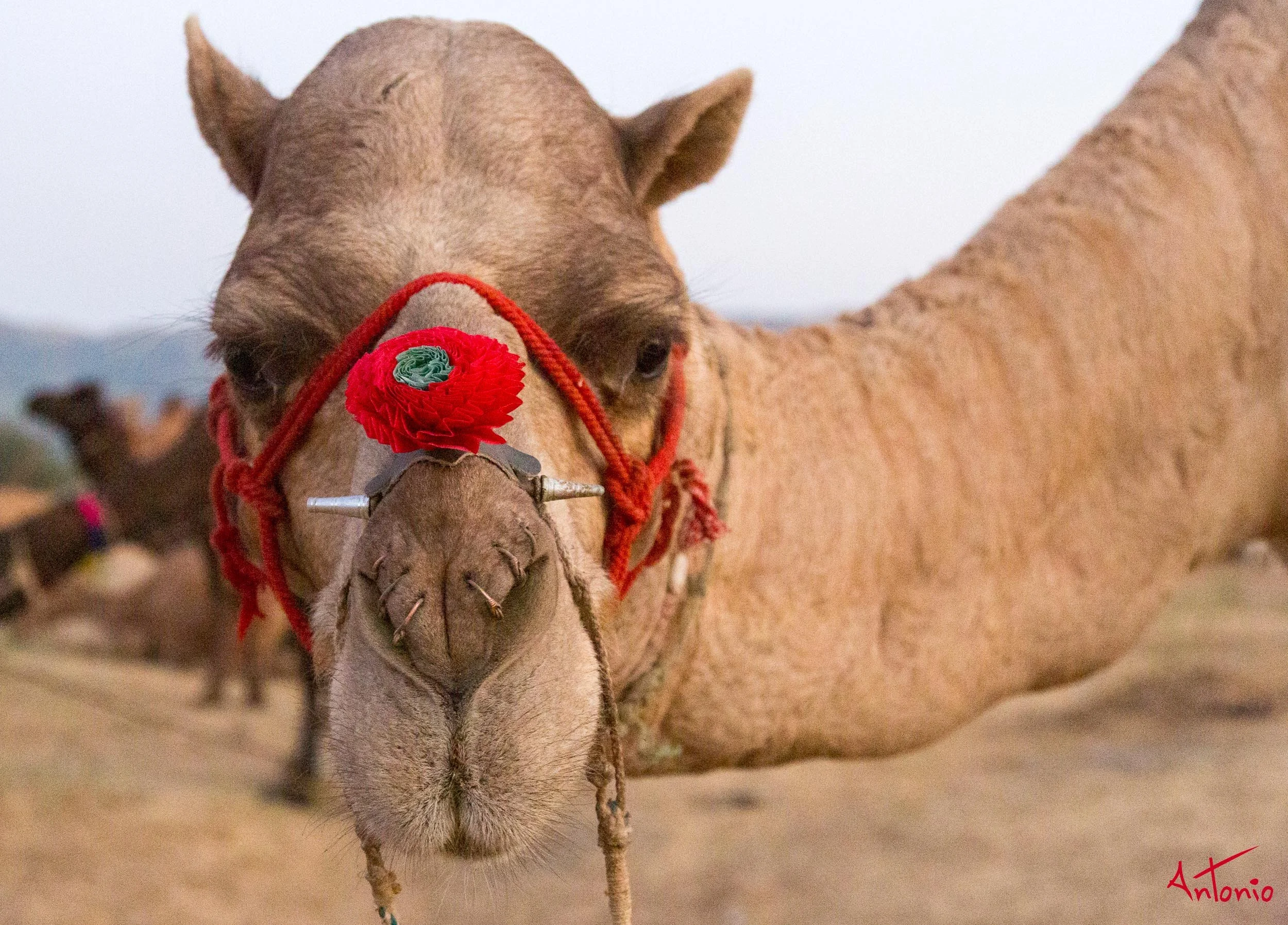 20121123_175151 Pushkar.jpg