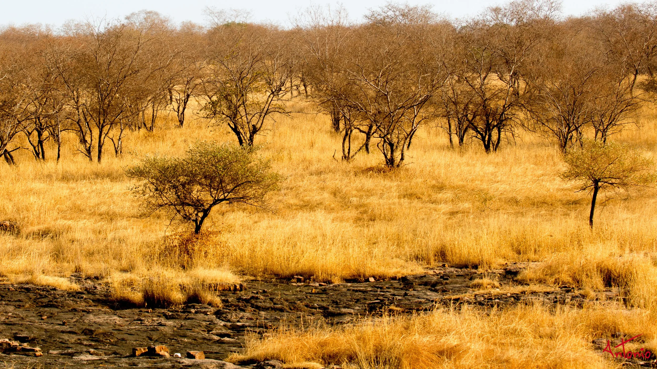 20121128_160128 Ranthambhore.jpg