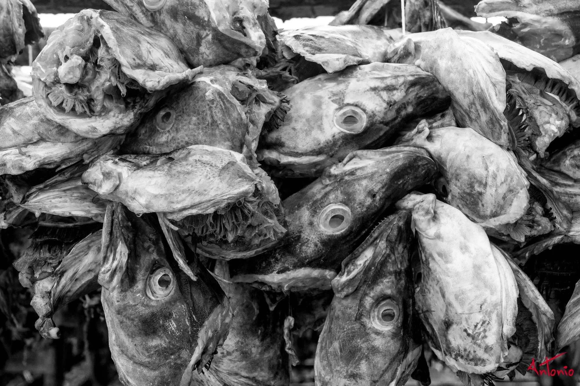 20160219_125139 Lofoten.jpg