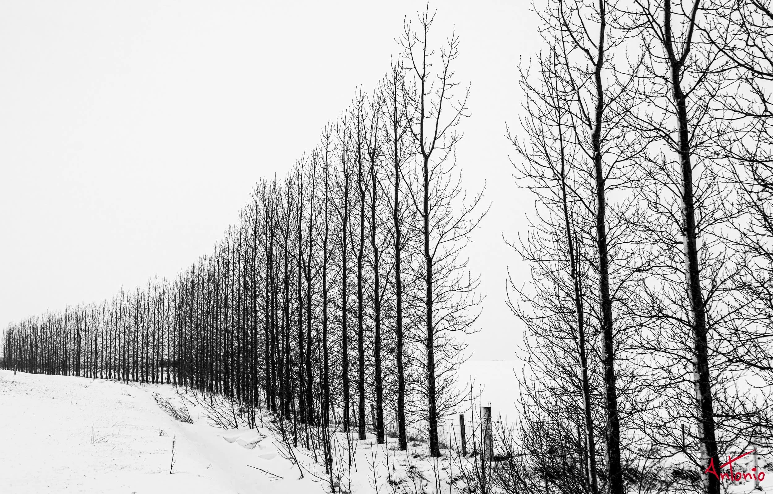 20150123_122614 Islandia.jpg