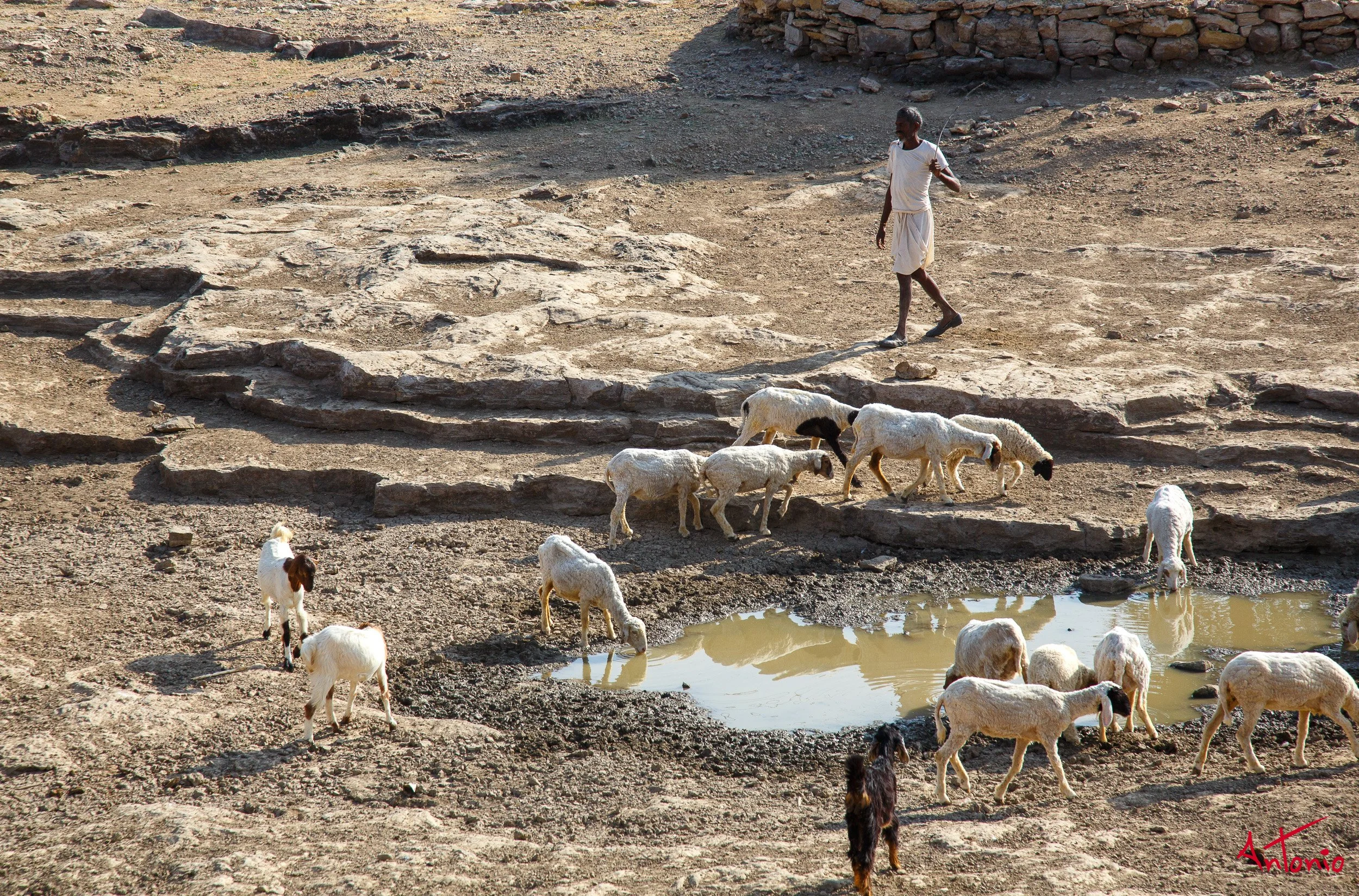 20121123_100314 India_Jamba_Pushkar.jpg