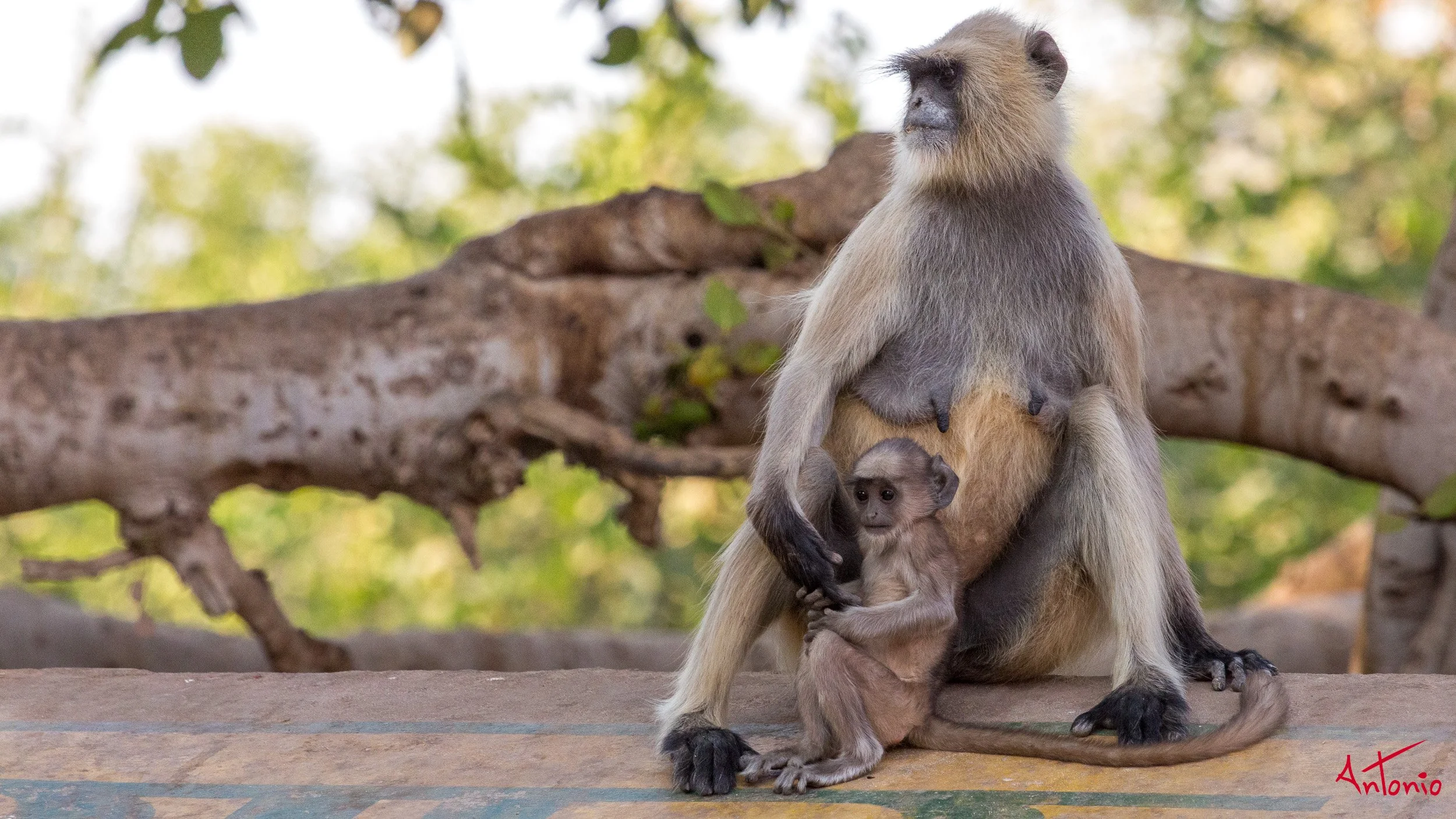 20121127_151027 Ranthambhore.jpg