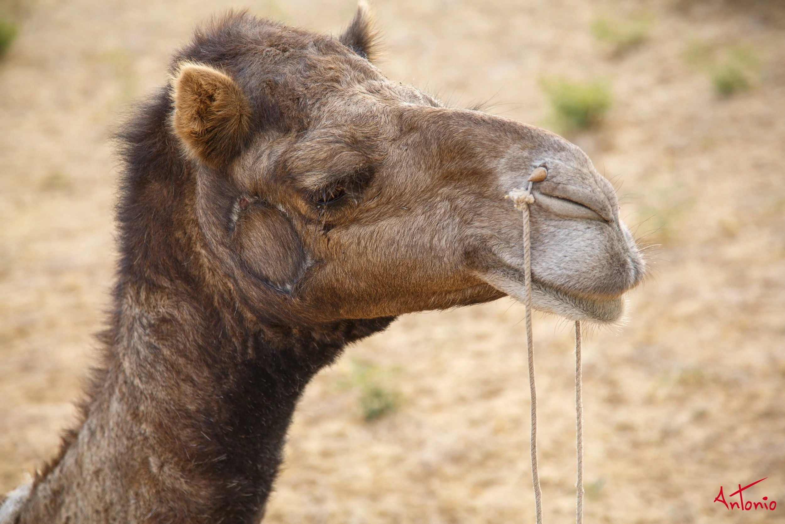 20121122_160240 India_Jamba.jpg