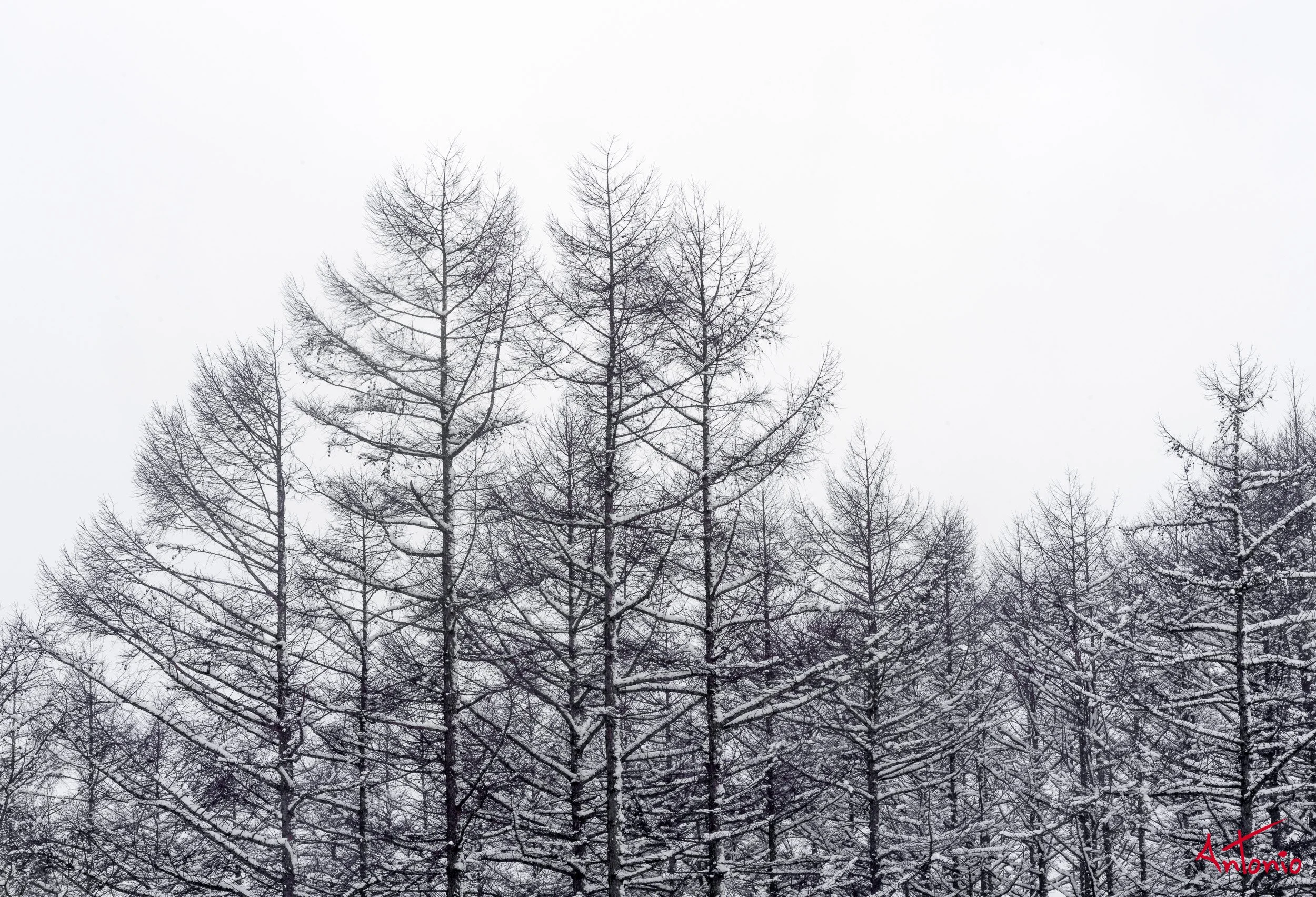 20240115_215516 B0004551 Hokaido, Japan.jpg