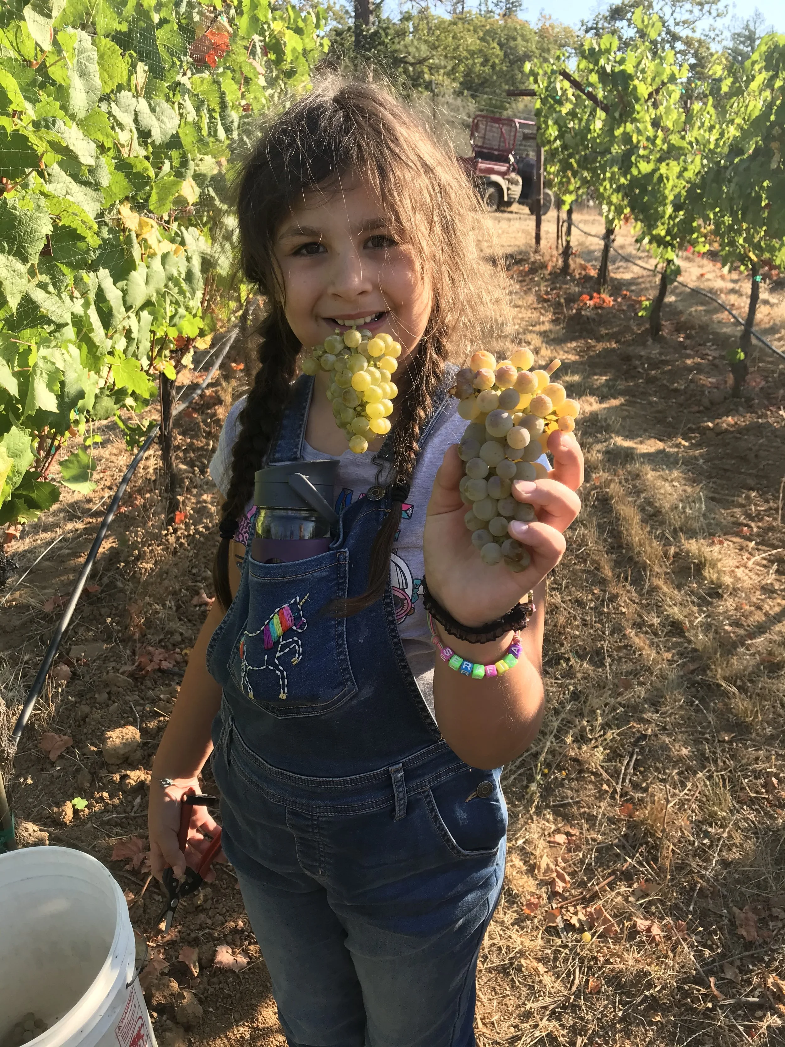 The owner's daughter picking and eating grapes