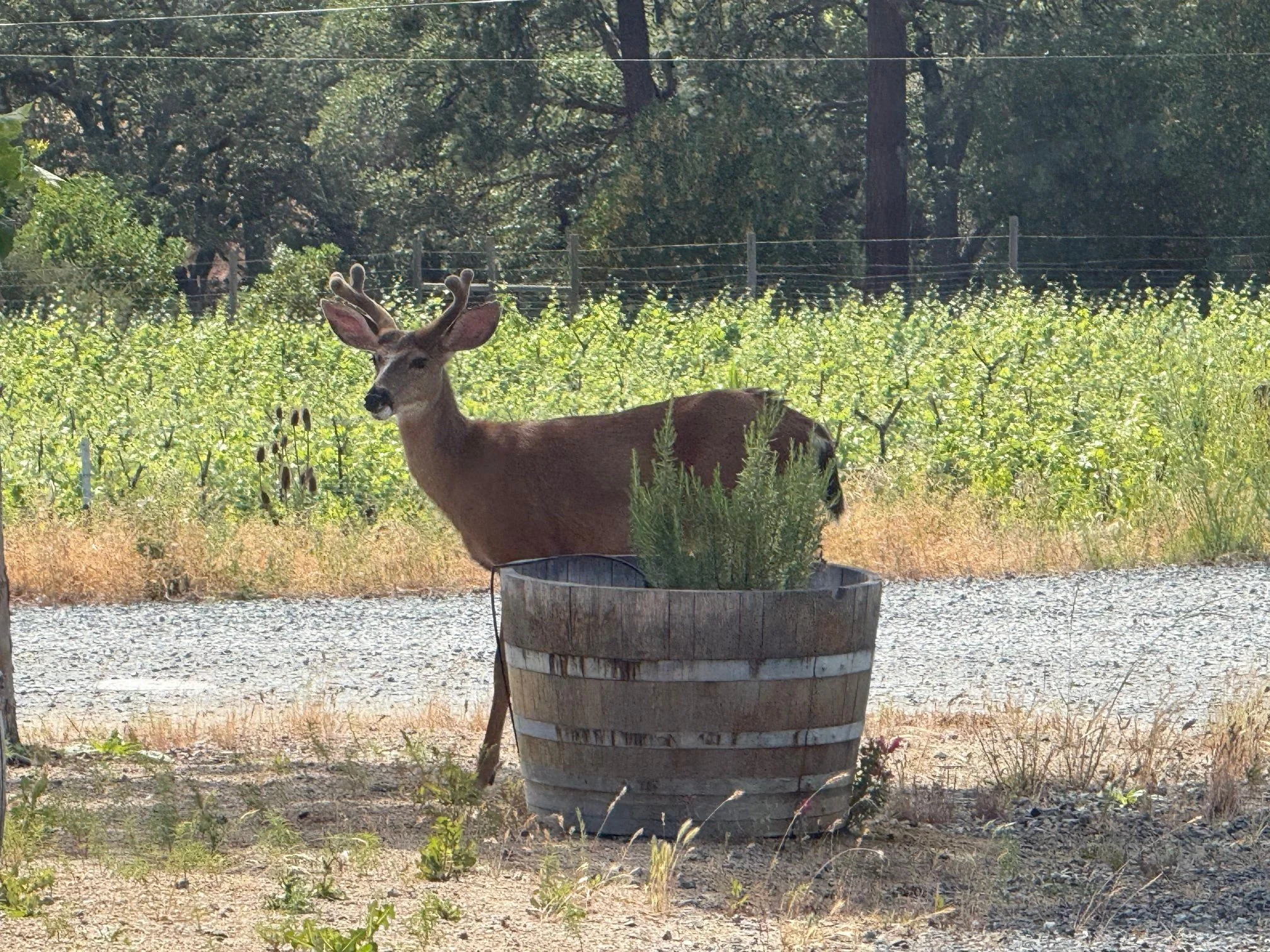 Look who showed up for Local's Night Happy Hour! I guess he's excited for the EXTRA 10% OFF on 2022 Steelhead Syrah. Good through 6pm tonight!