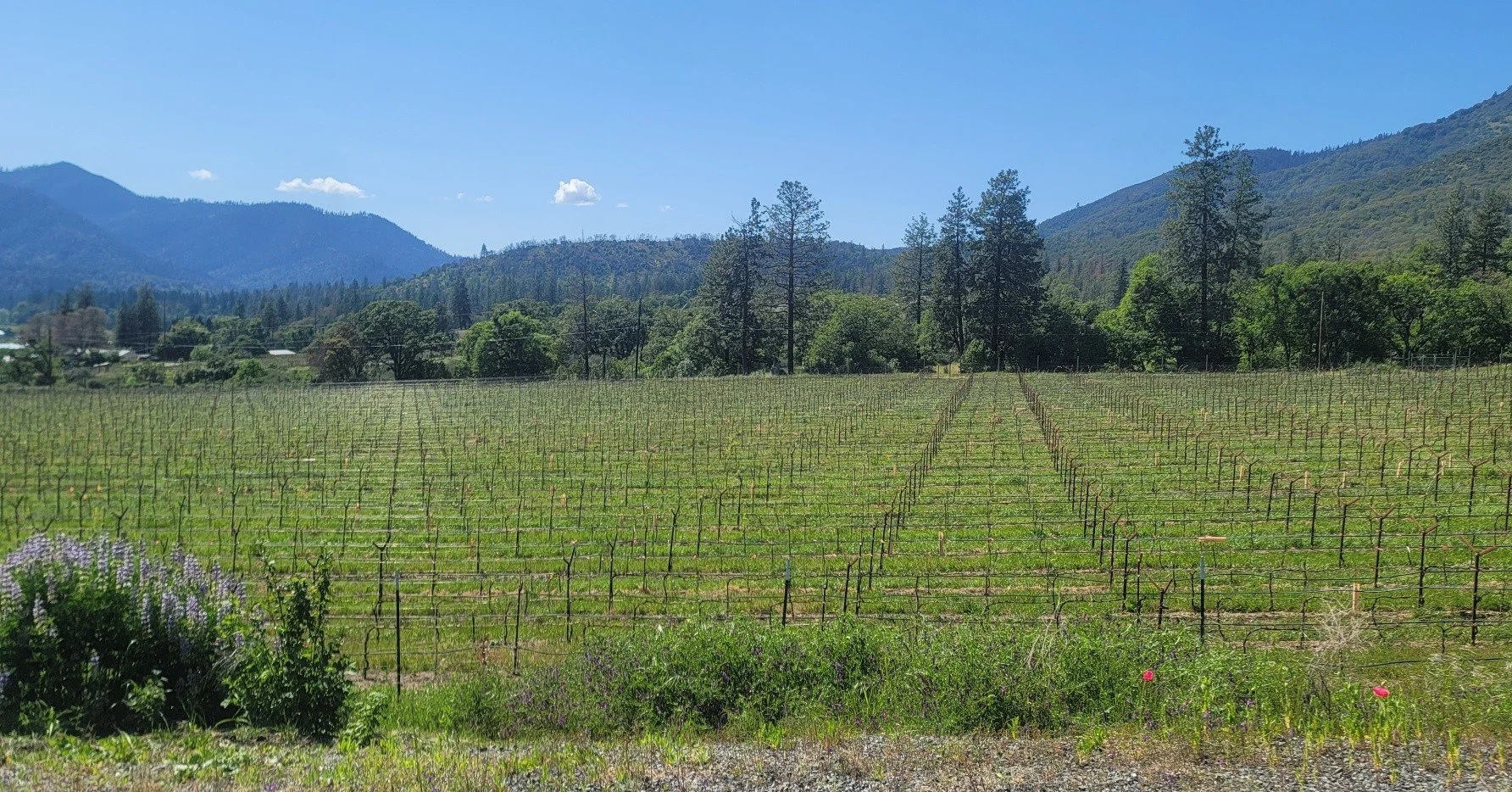 It's another gorgeous day in the Vineyard! There are nice green shoots on the vines, the pollinator plants are in bloom, and the birds are swooping overhead, enjoying the return of spring. Oh, and tomorrow looks to be just as nice! Right in time for 