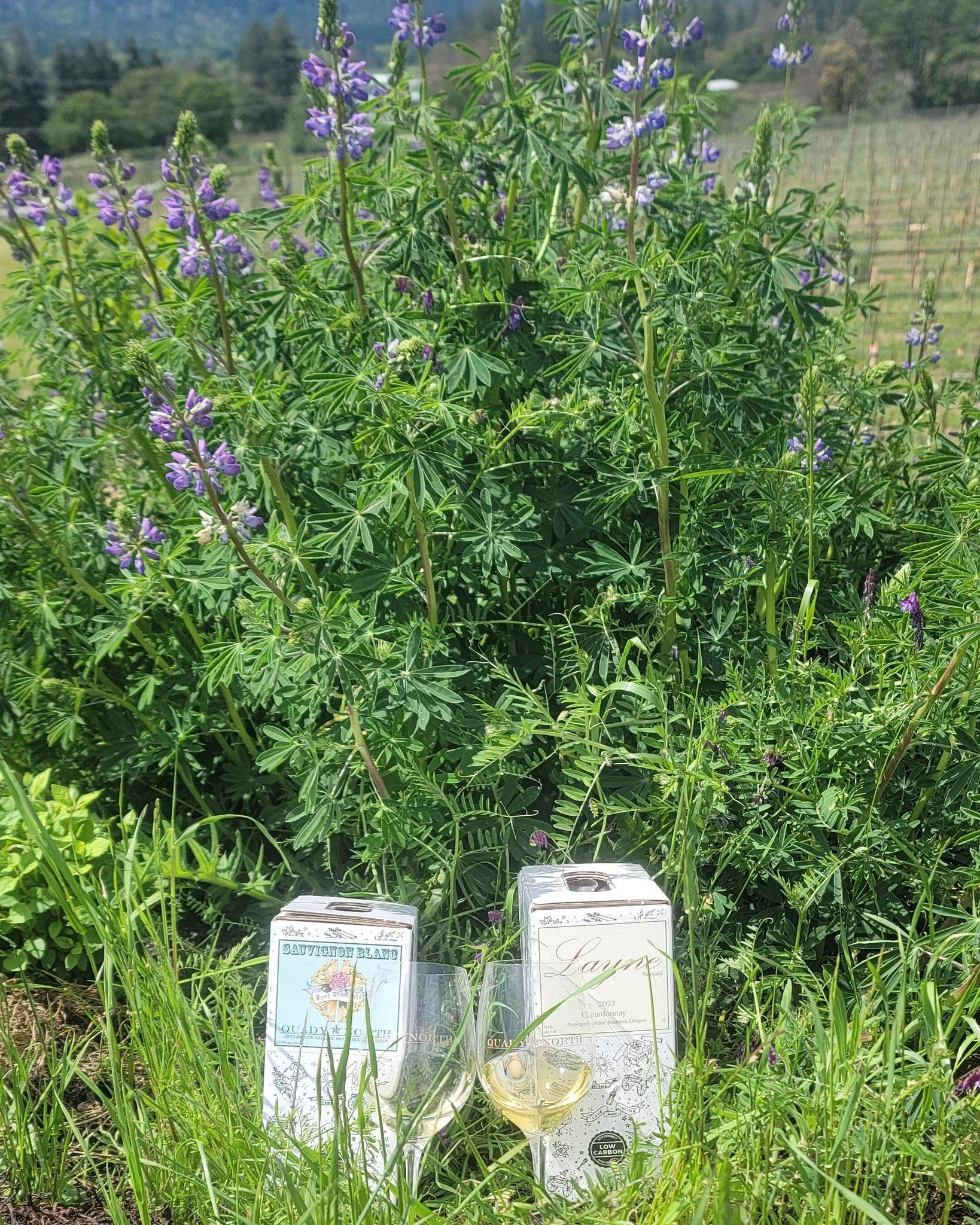 FLASH SALE! Tasting room only (or call the tasting room to place an order).

Yesterday's Happy Hour sale was so popular, we're extending it 3 more days. Saturday 4/25 - Monday 4/27, take an extra 10% off on 3L boxes of Sauvognon Blanc and 3L boxes of