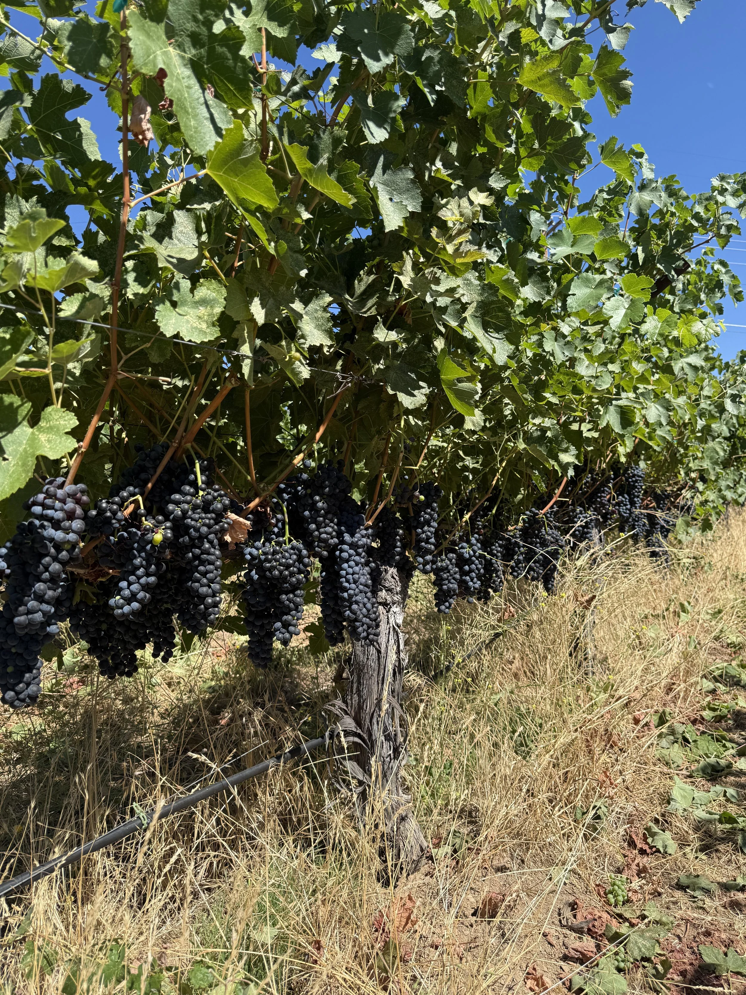 A syrah grapevine with ripe Syrah clusters.