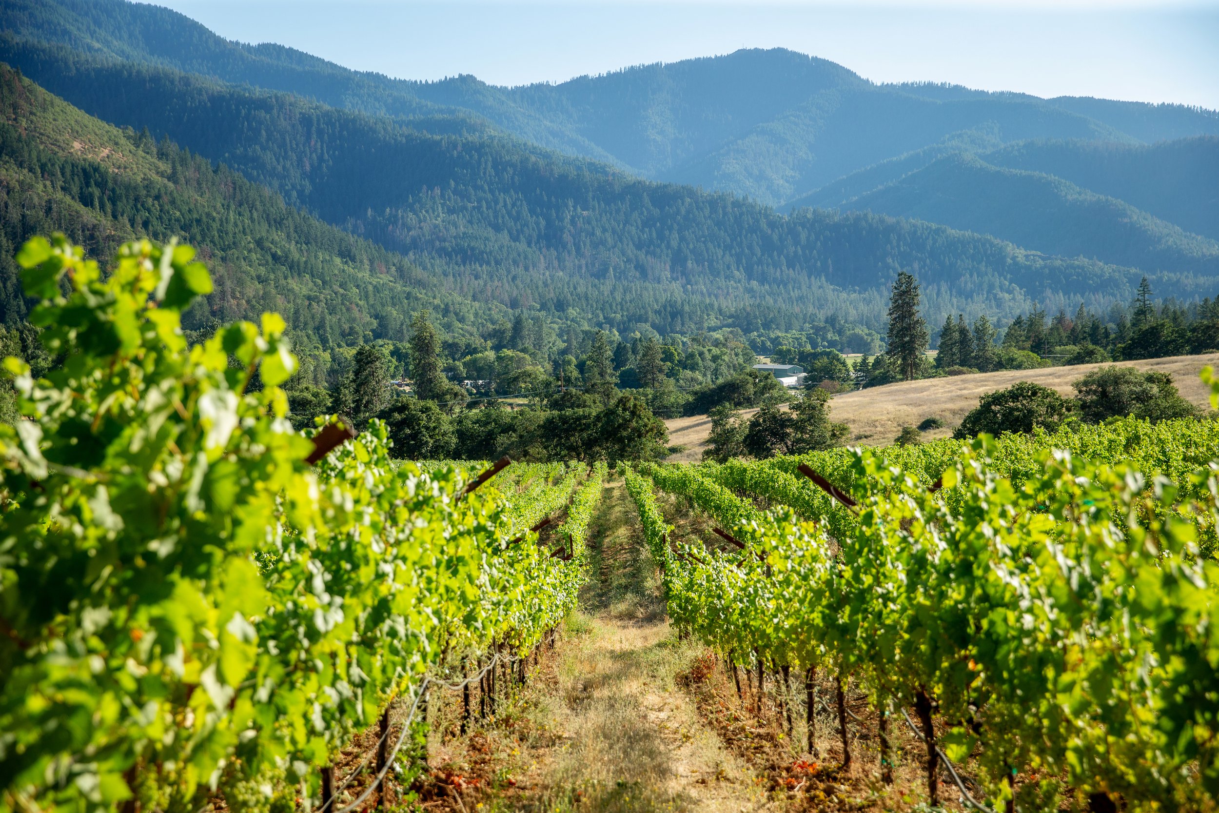 A photo of Mae's Vineyard looking Southwest over the Applegate Valley