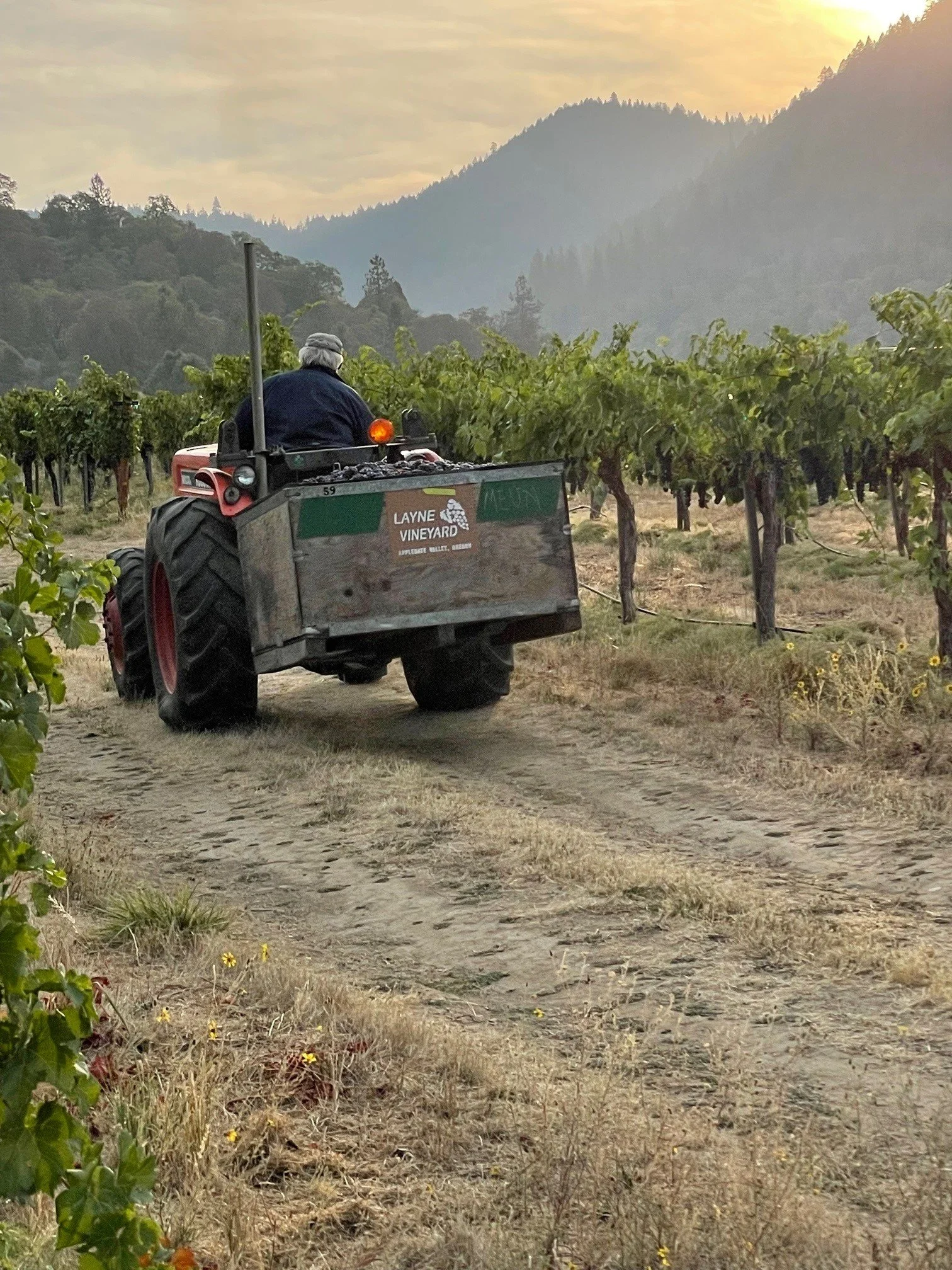 Roger Layne moving a bin of grapes