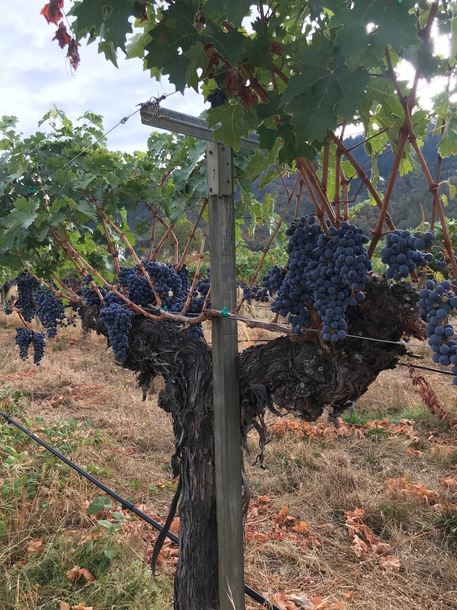A very old Merlot vine