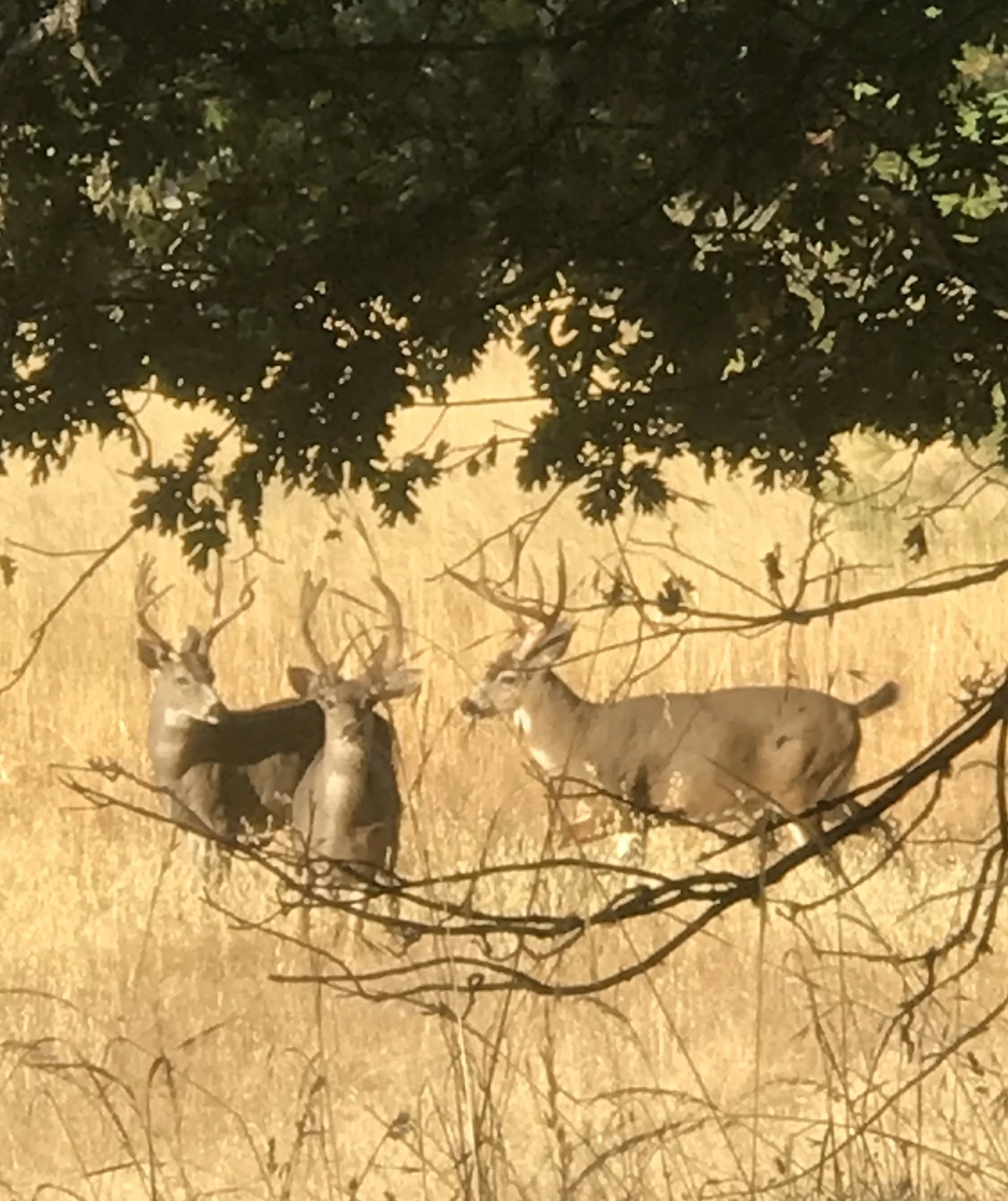 A set of three bucks foraging on the estate